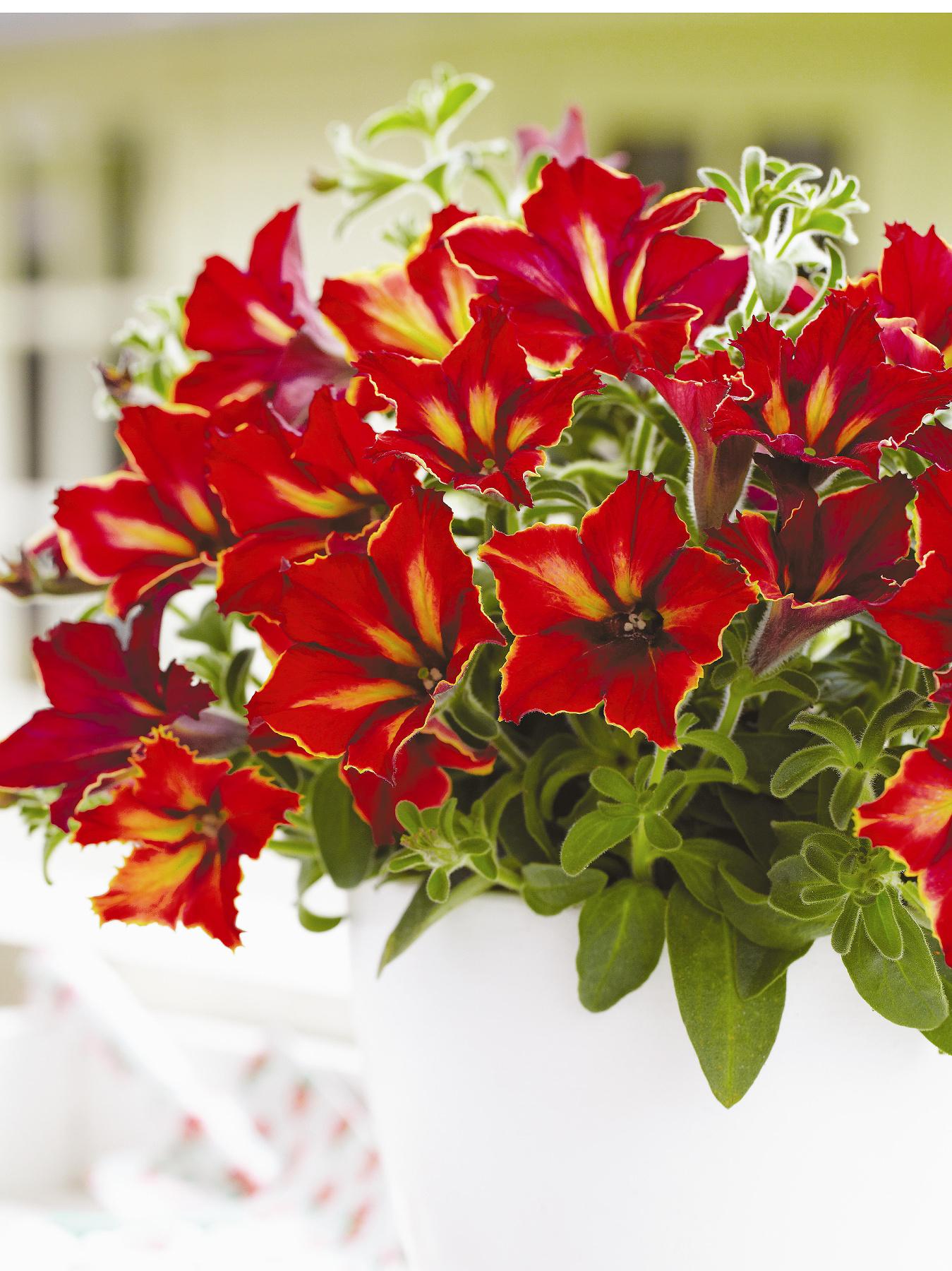 Thompson & Morgan Petunia 'Crazytunia Mandevilla' - 10 Postiplugs Thompson & Morgan Petunia 'Crazytunia Mandevilla' - 10 Postiplugs