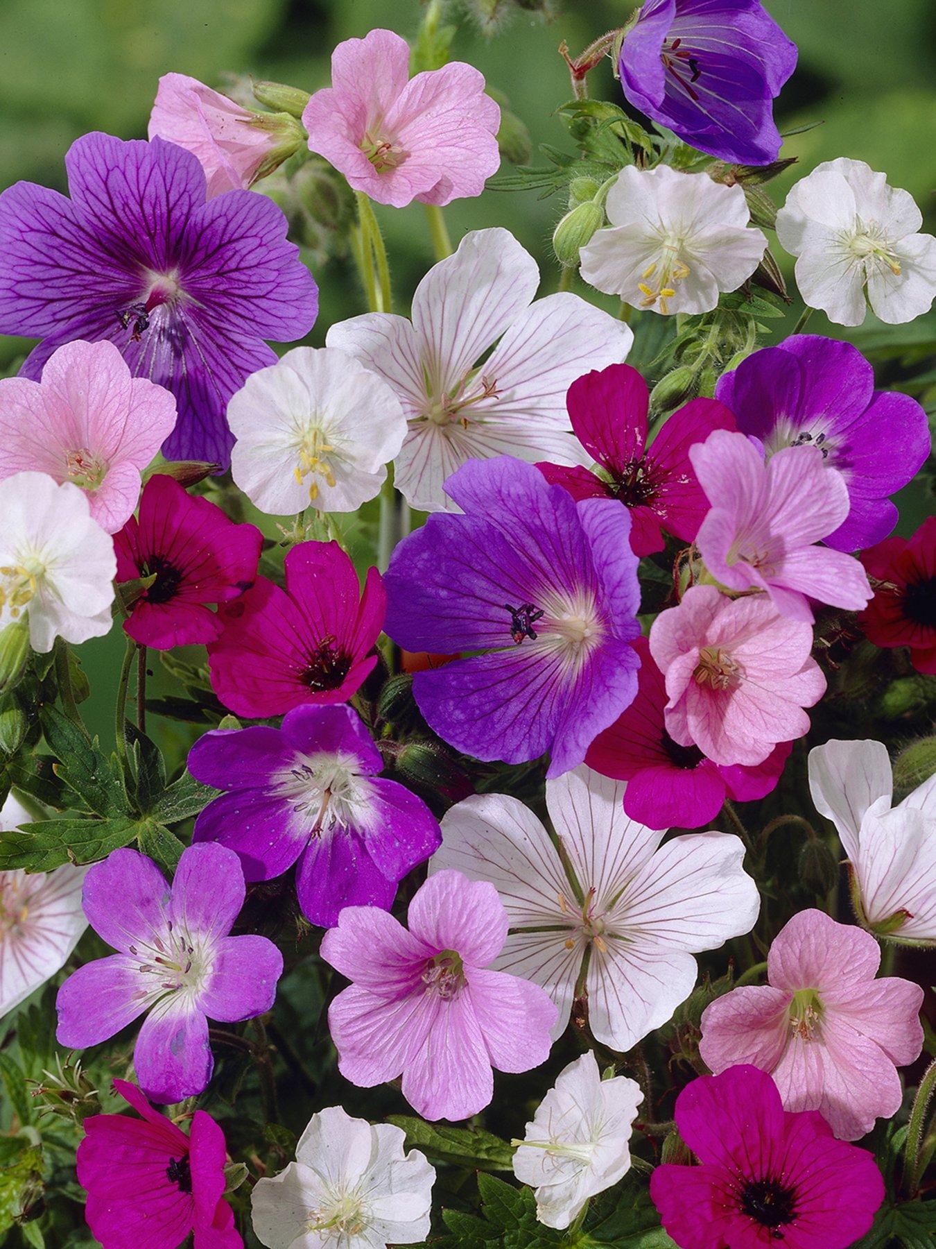 Image 1 of 2 of You Garden Hardy Geranium Mixed x 5 Bare Roots