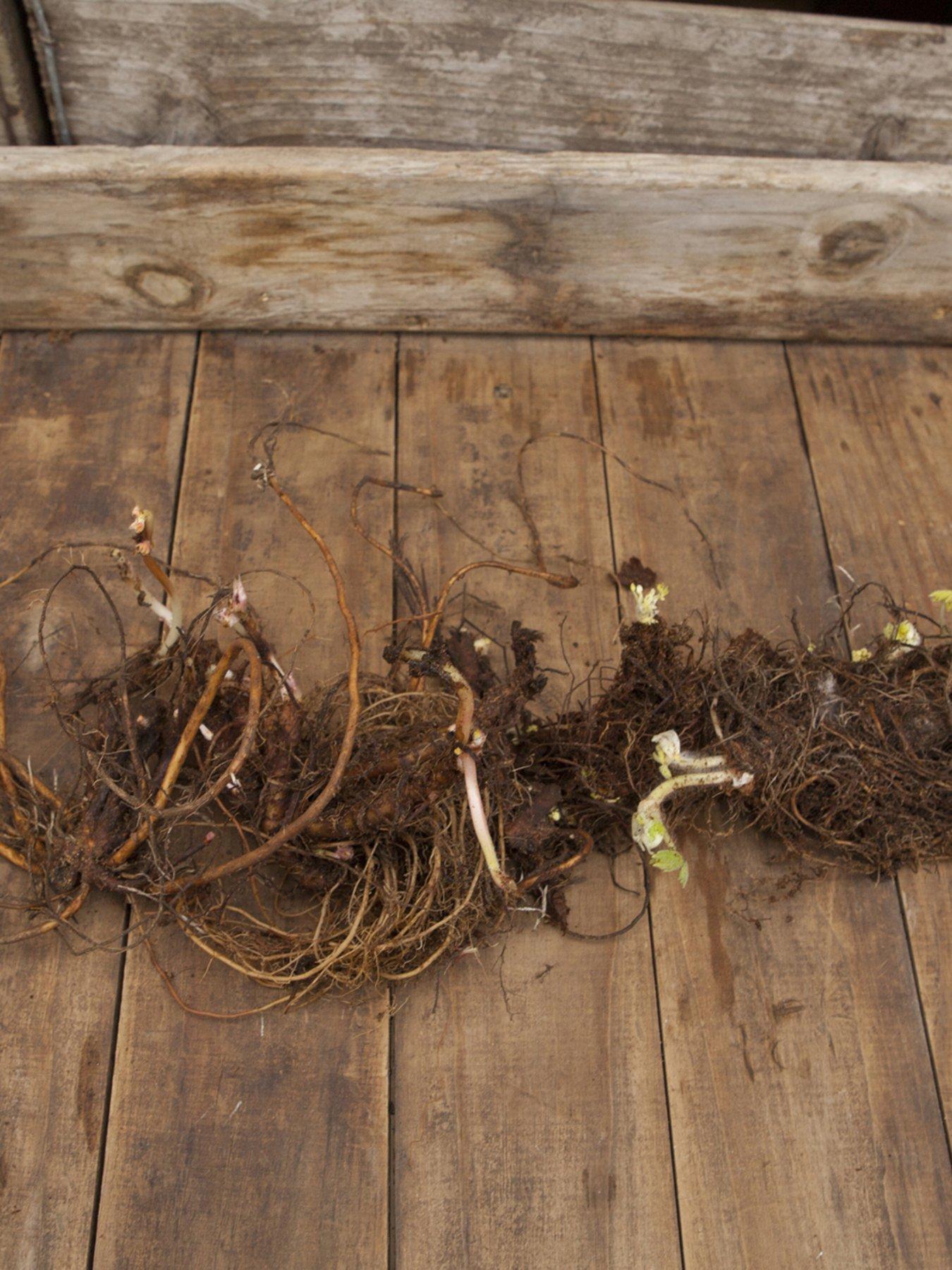 Image 2 of 2 of You Garden Hardy Geranium Mixed x 5 Bare Roots
