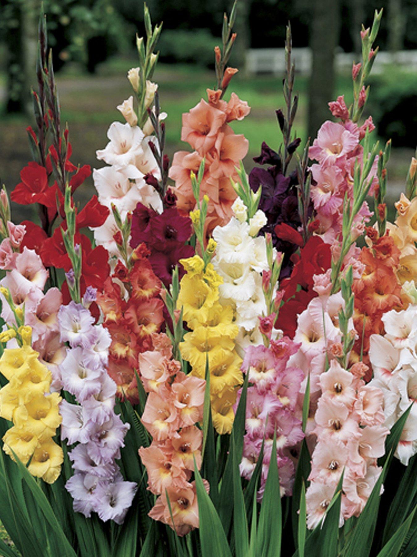 100 GLAMOUROUS GLADIOLI BULBS very.co.uk