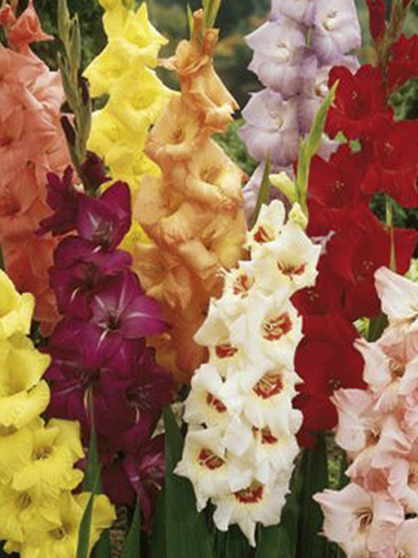 100 GLAMOUROUS GLADIOLI BULBS very.co.uk