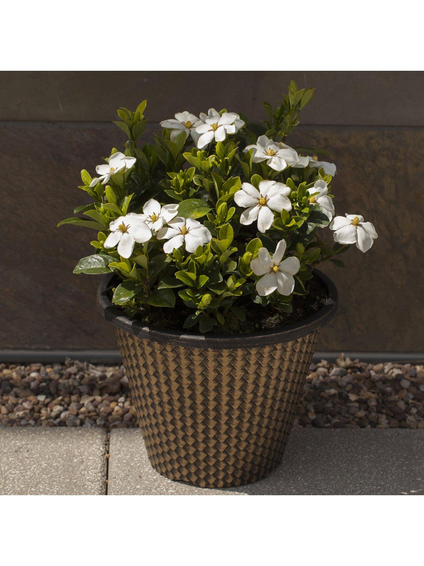 Product photograph of You Garden Collection 1x Kleims And 1x Crown Jewels from very.co.uk
