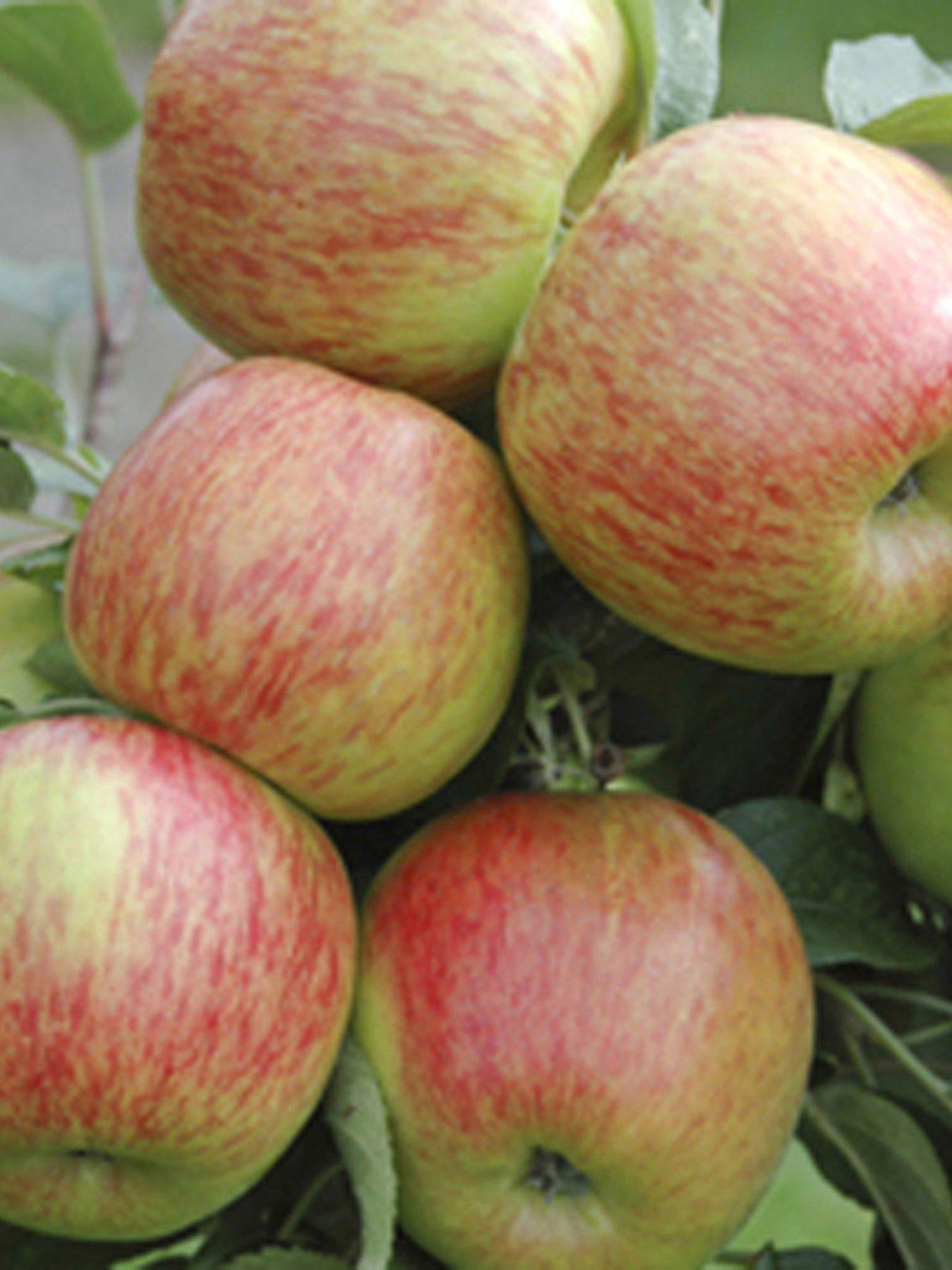 You Garden Apple Braeburn Tree 1.3m Bare Root