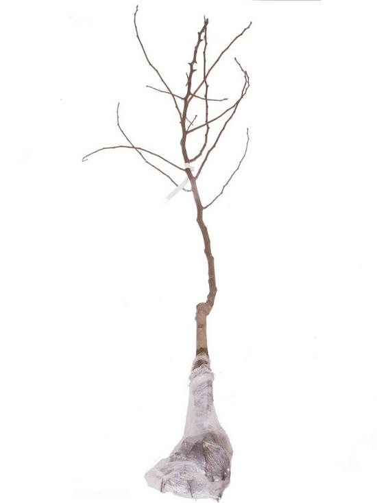 stillFront image of apple-braeburn-tree-13m-bare-root