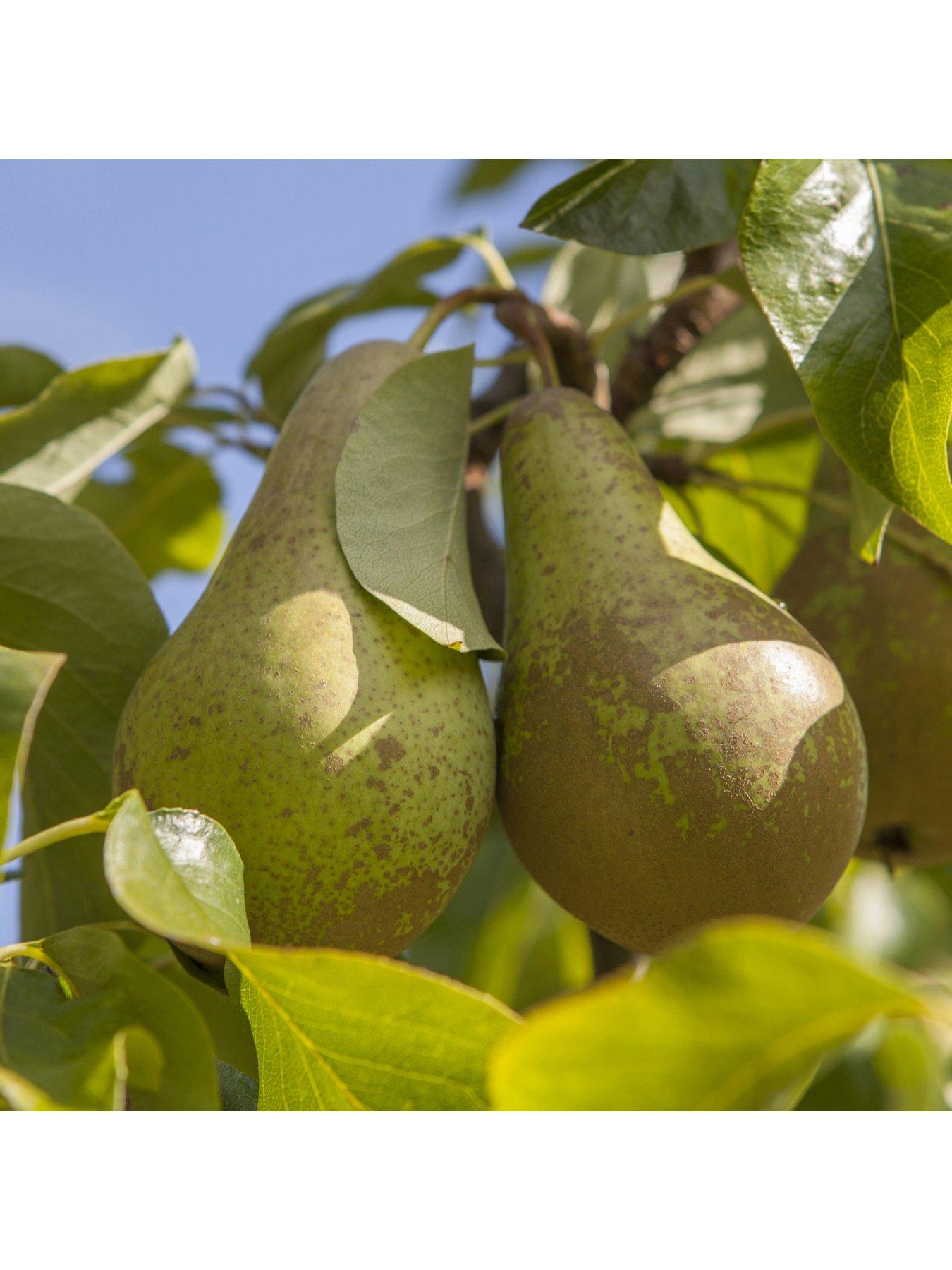 Image 3 of 5 of You Garden Pear Conference Tree - 1.4 m Bare Root