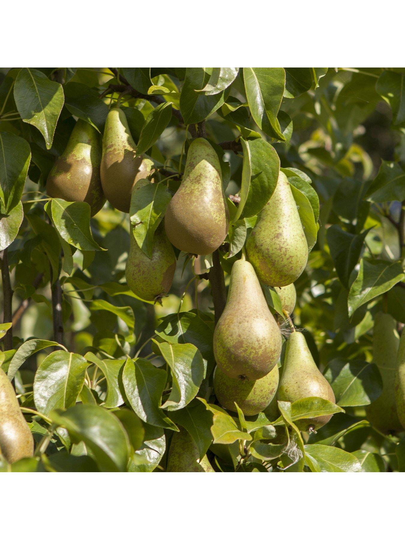 Image 4 of 5 of You Garden Pear Conference Tree - 1.4 m Bare Root