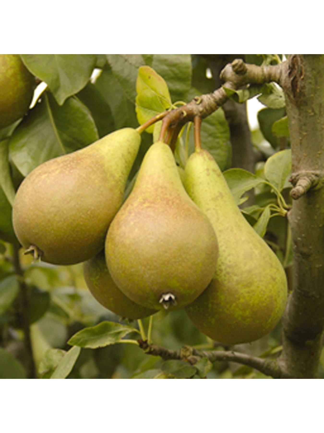 Image 5 of 5 of You Garden Pear Conference Tree - 1.4 m Bare Root