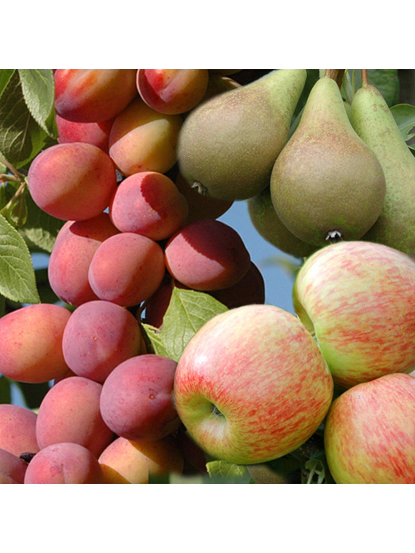 Image 1 of 5 of You Garden Mini Orchard Collection&nbsp;- 3 Trees