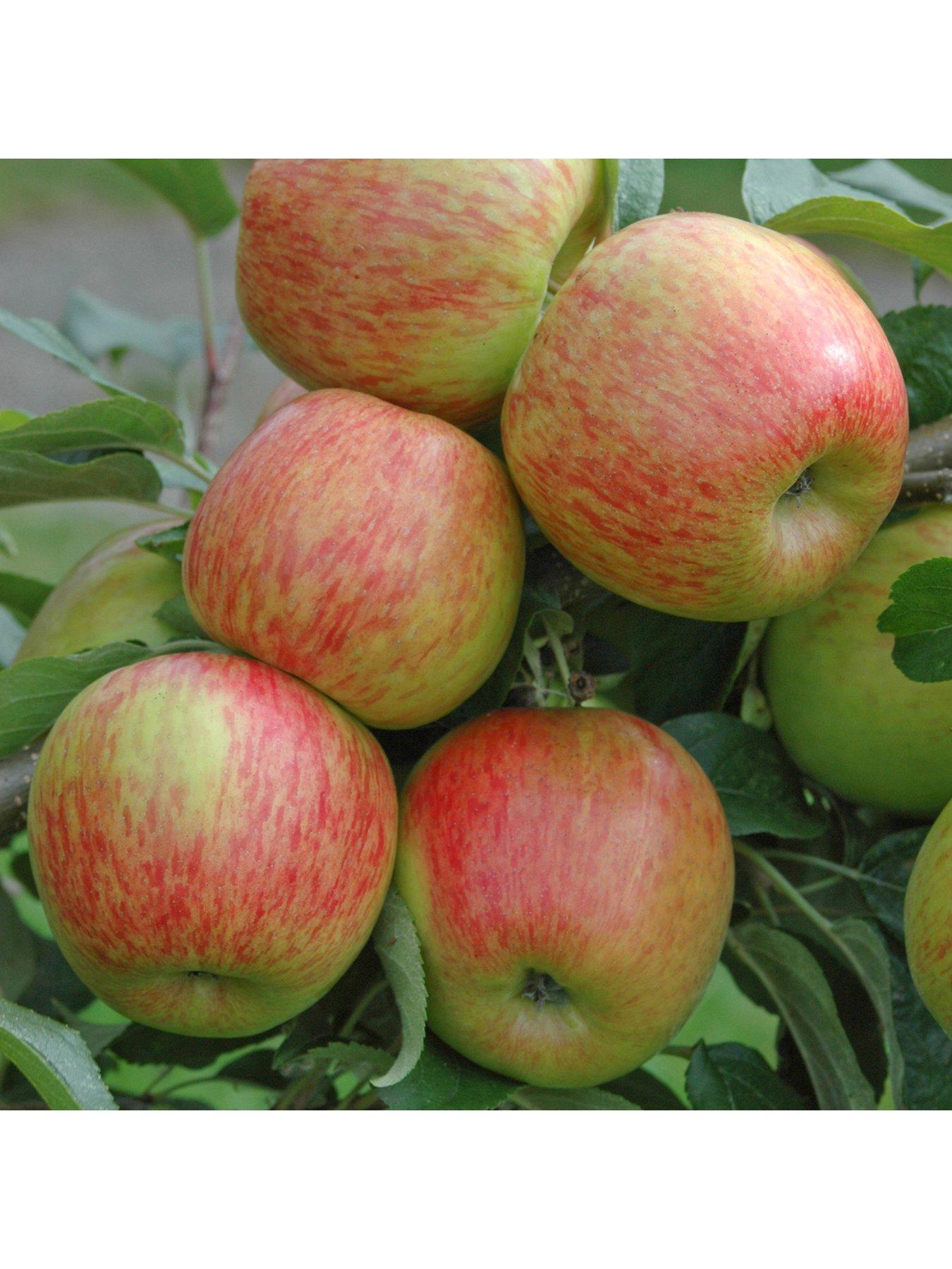 Image 3 of 5 of You Garden Mini Orchard Collection&nbsp;- 3 Trees