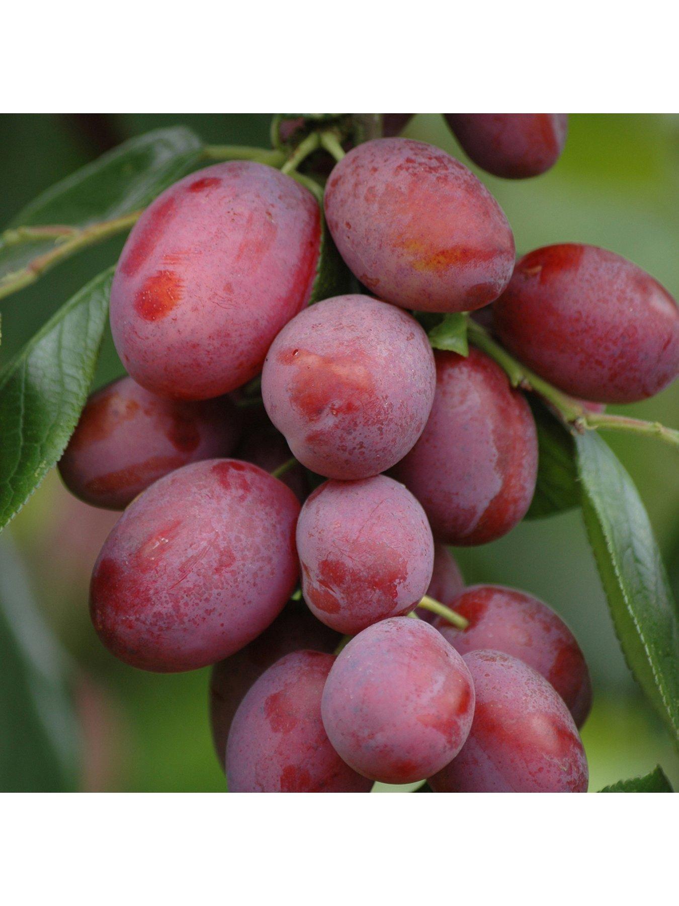 Image 4 of 5 of You Garden Mini Orchard Collection&nbsp;- 3 Trees