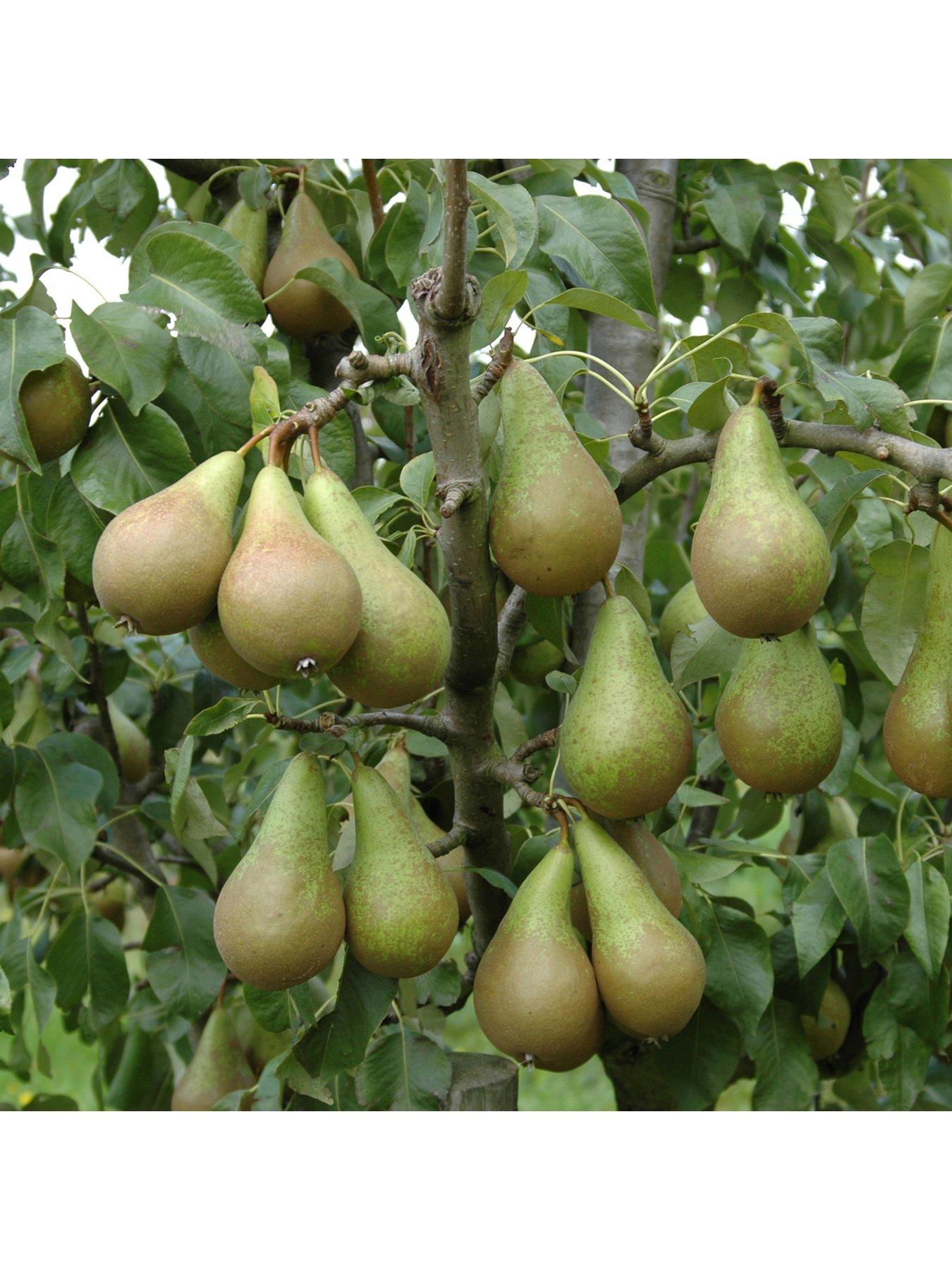 Image 5 of 5 of You Garden Mini Orchard Collection&nbsp;- 3 Trees