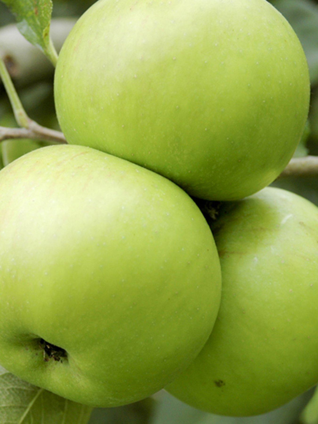Product photograph of You Garden Apple Bramley Tree 1 4m Bare Root from very.co.uk