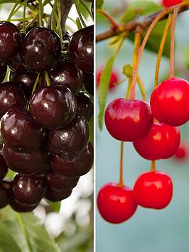 Product photograph of Duo Cherry Tree - 2 Varieties On One Tree from very.co.uk