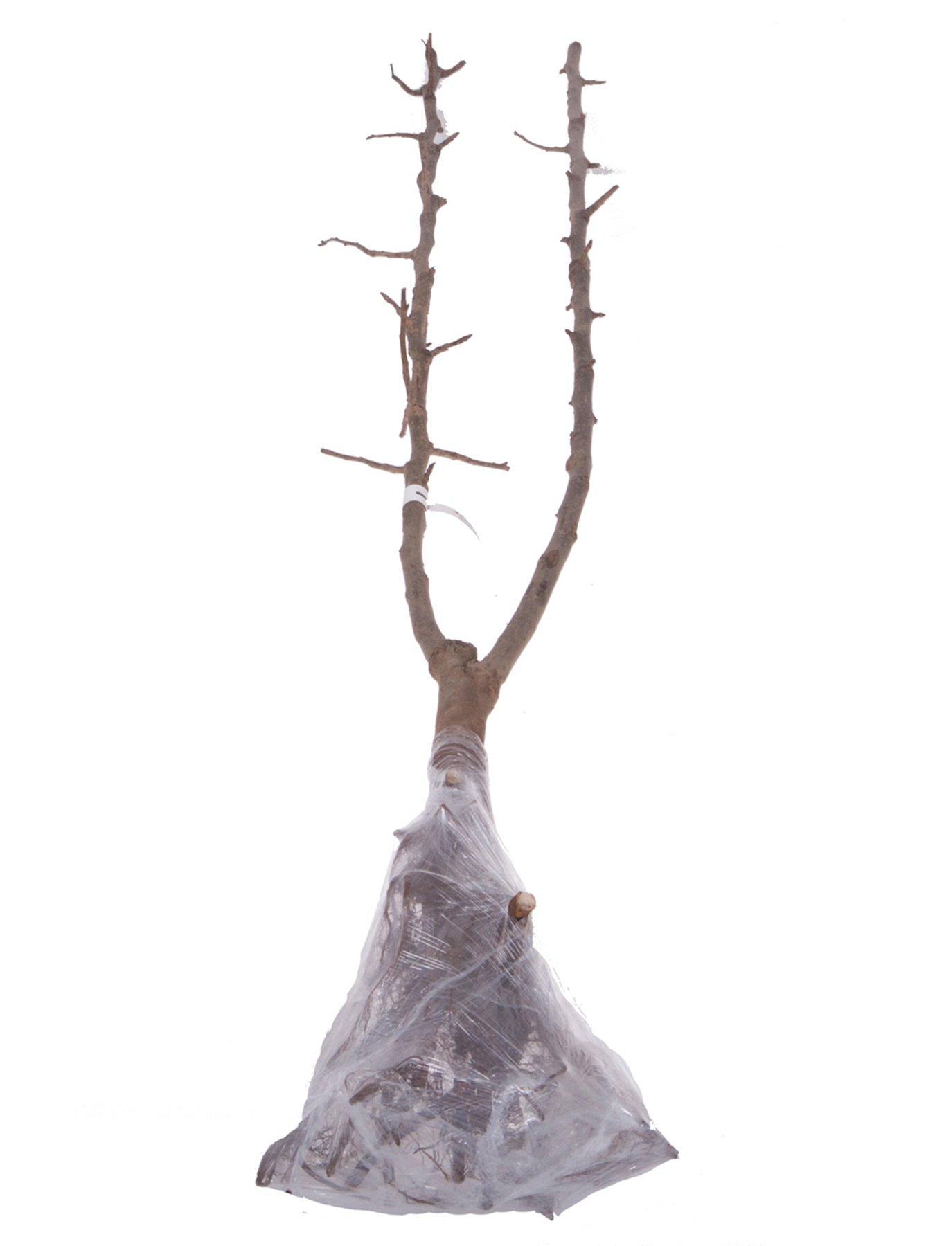 Image 2 of 5 of You Garden DUO Cherry Tree - 2 Varieties On One Tree