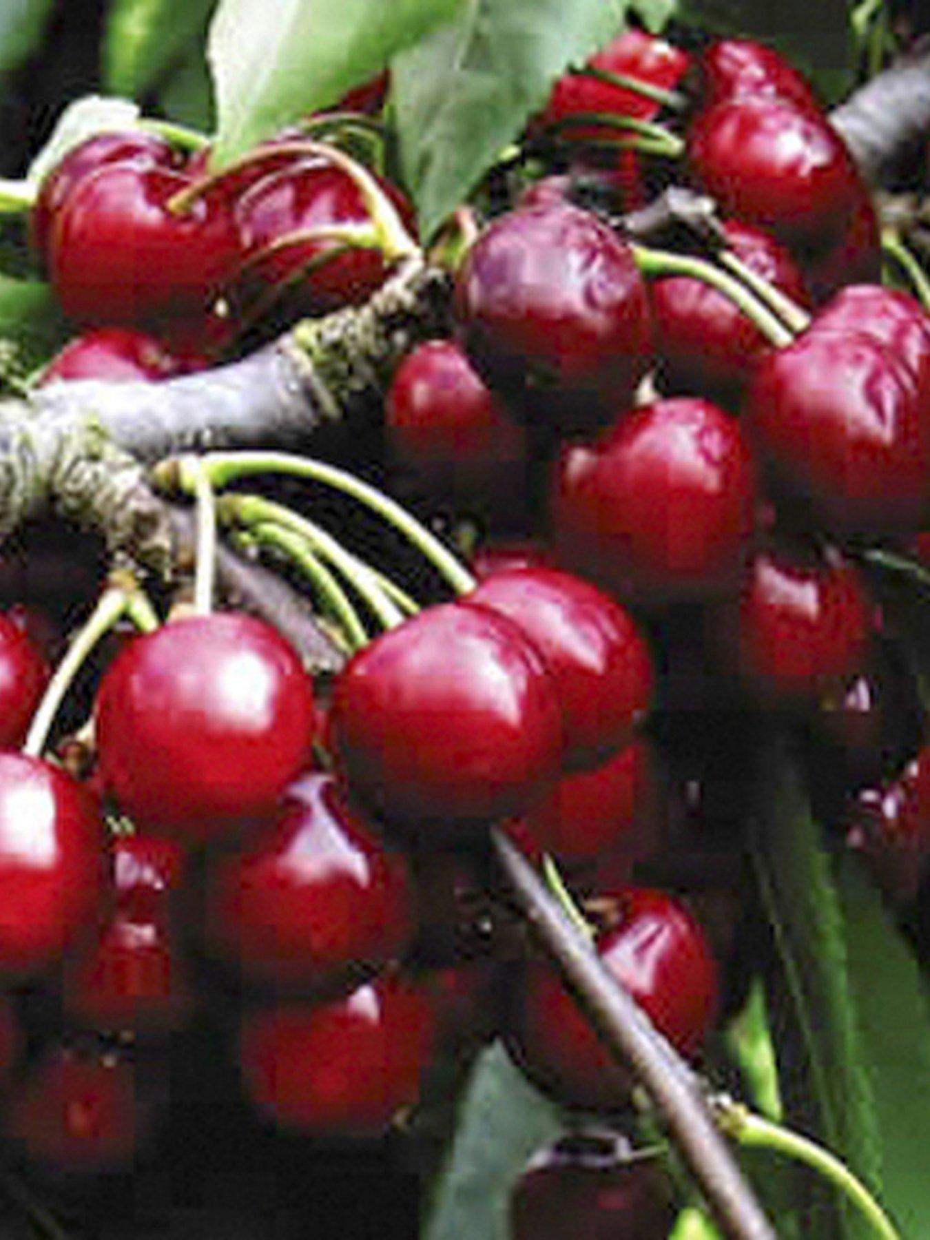 Image 3 of 5 of You Garden DUO Cherry Tree - 2 Varieties On One Tree