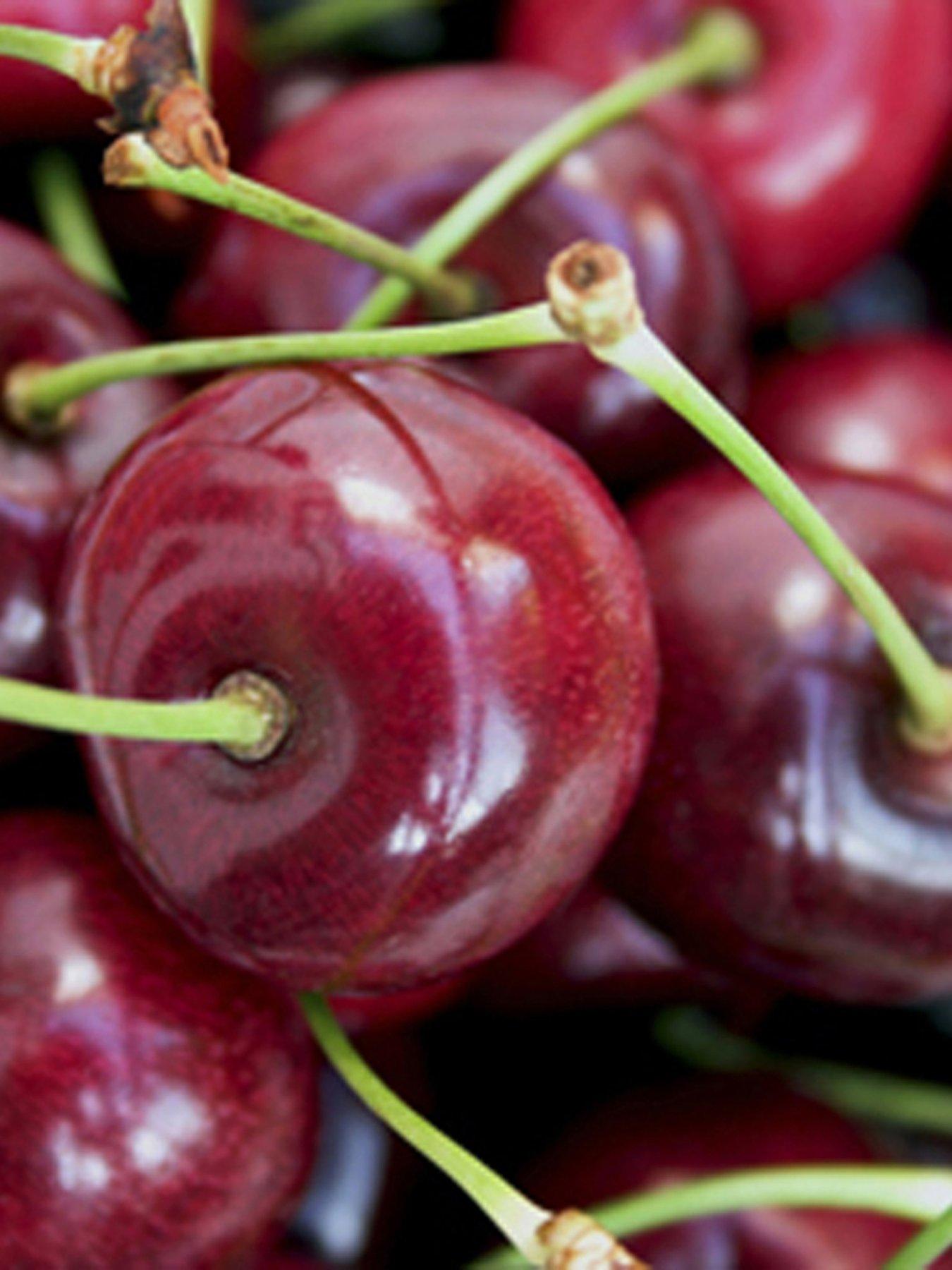 Image 5 of 5 of You Garden DUO Cherry Tree - 2 Varieties On One Tree
