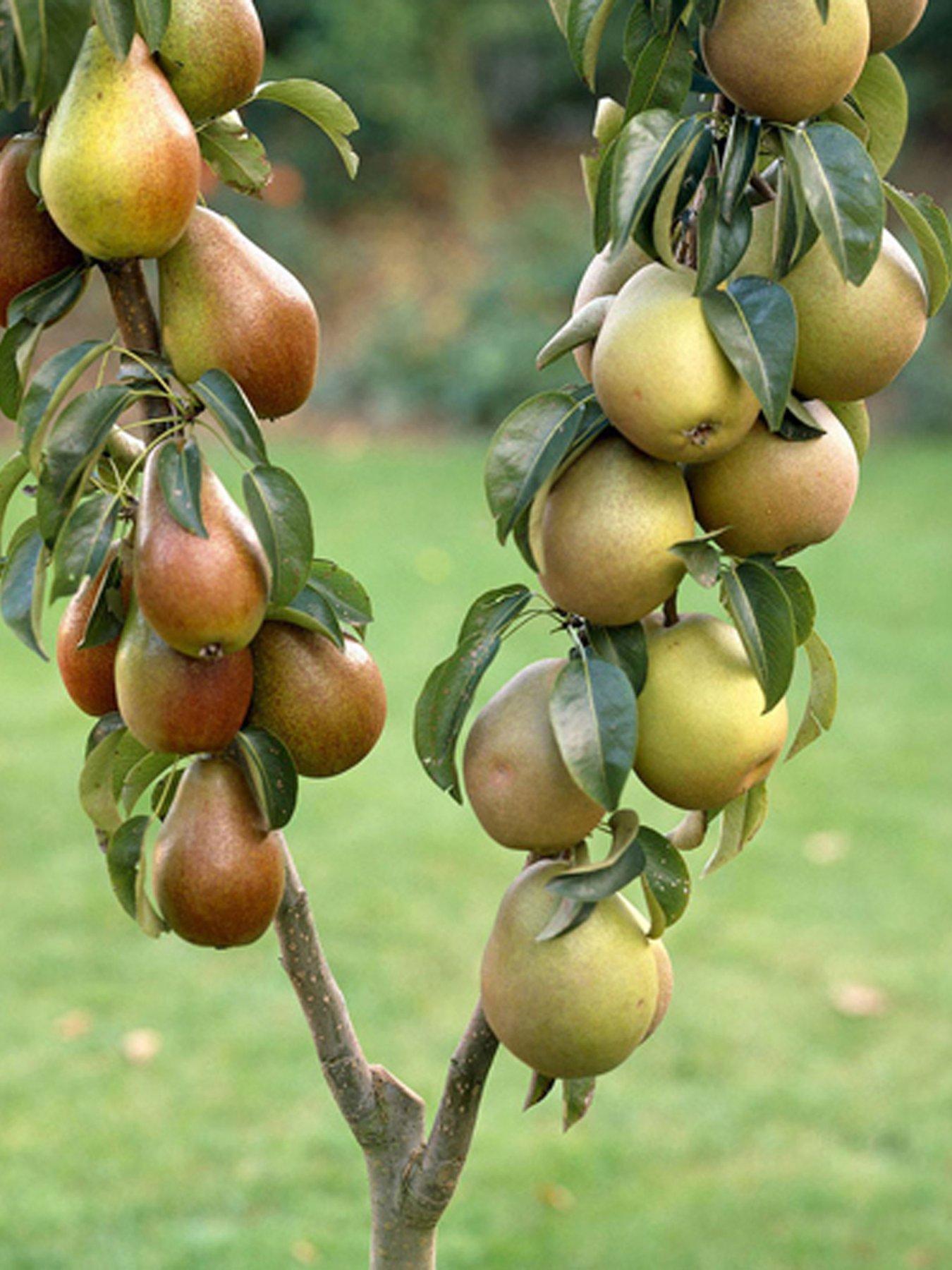 Product photograph of You Garden Duo Pear Tree 2 Varieties On One Tree 1 4m from very.co.uk