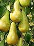 image of duo-pear-tree-2-varieties-on-one-tree-14m