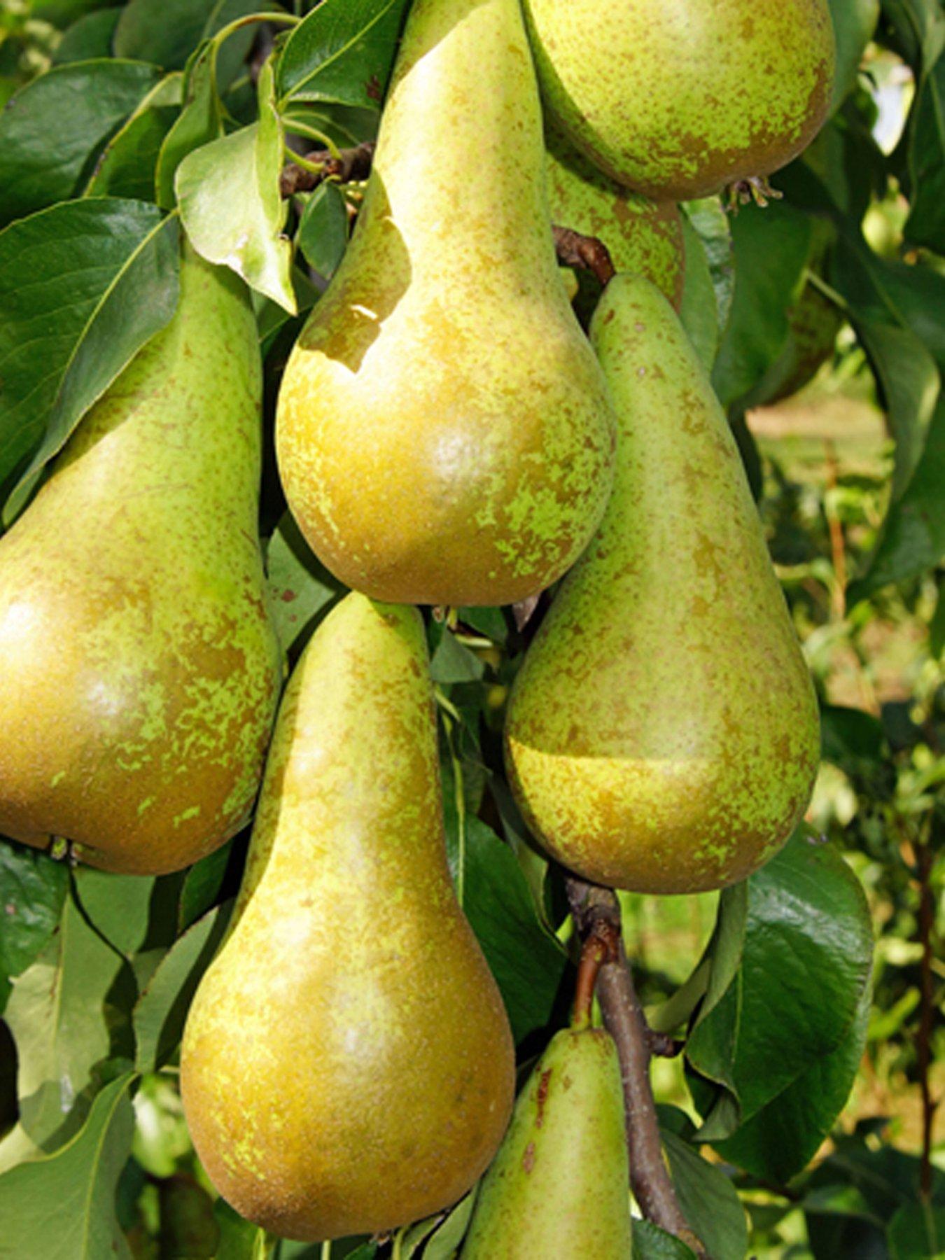 You Garden Duo Pear Tree 2 Varieties On One Tree (1.4M) | Very