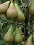  image of duo-pear-tree-2-varieties-on-one-tree-14m