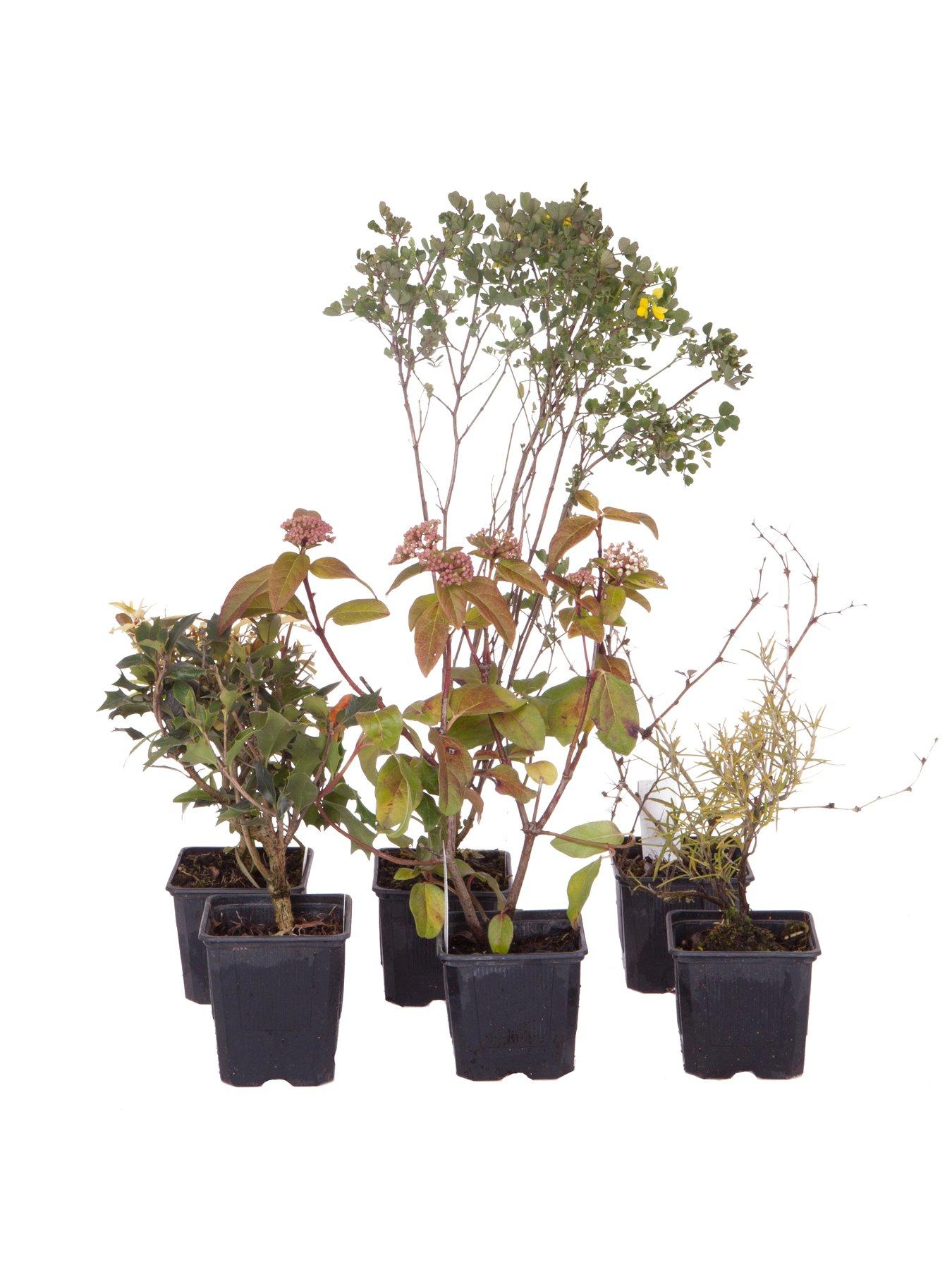 undefined Evergreen Shrub Collection 6 x 9cm Pots