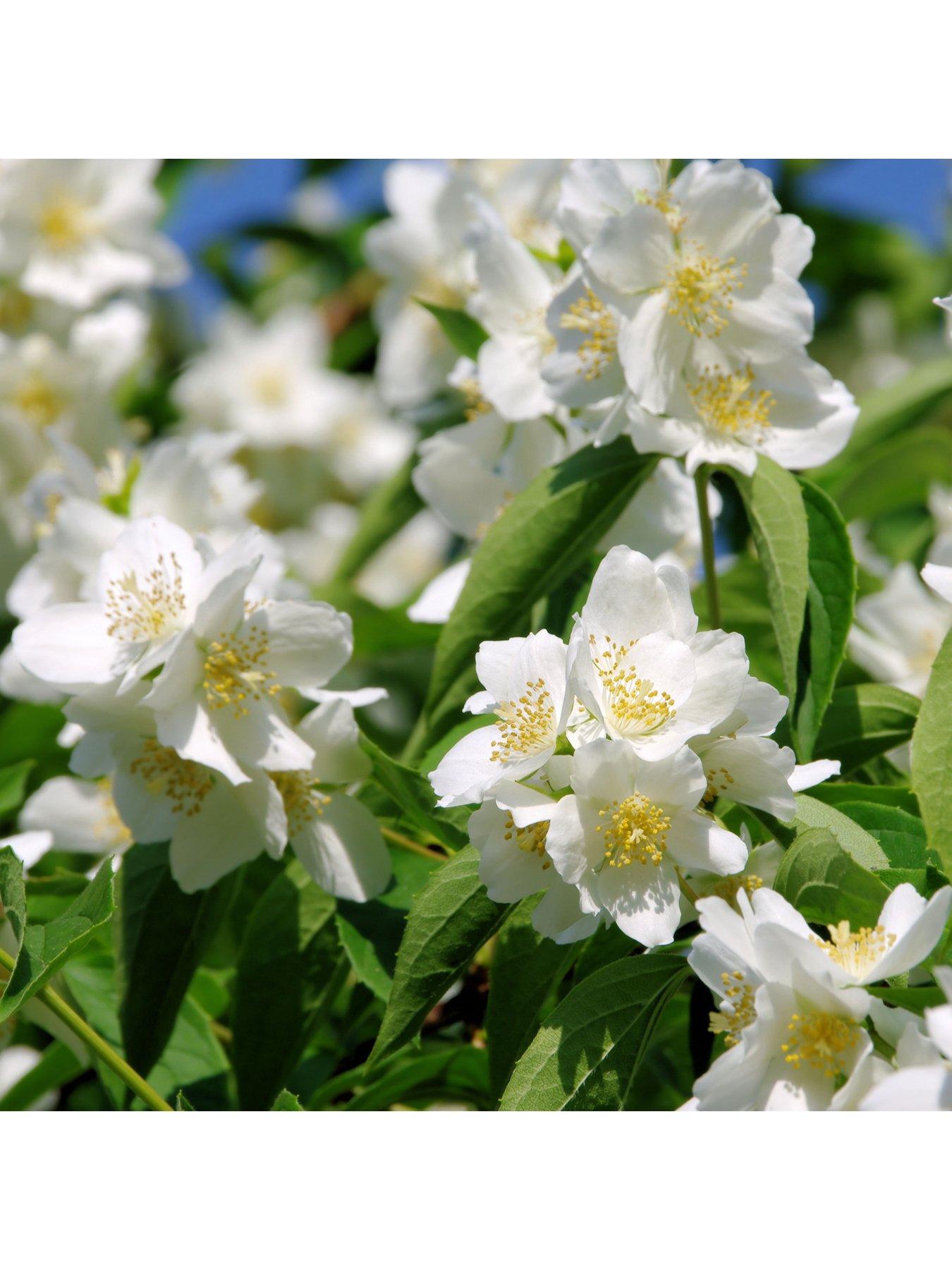 Product photograph of Summer Flowering Hardy Shrub Collection 6x 9cm from very.co.uk