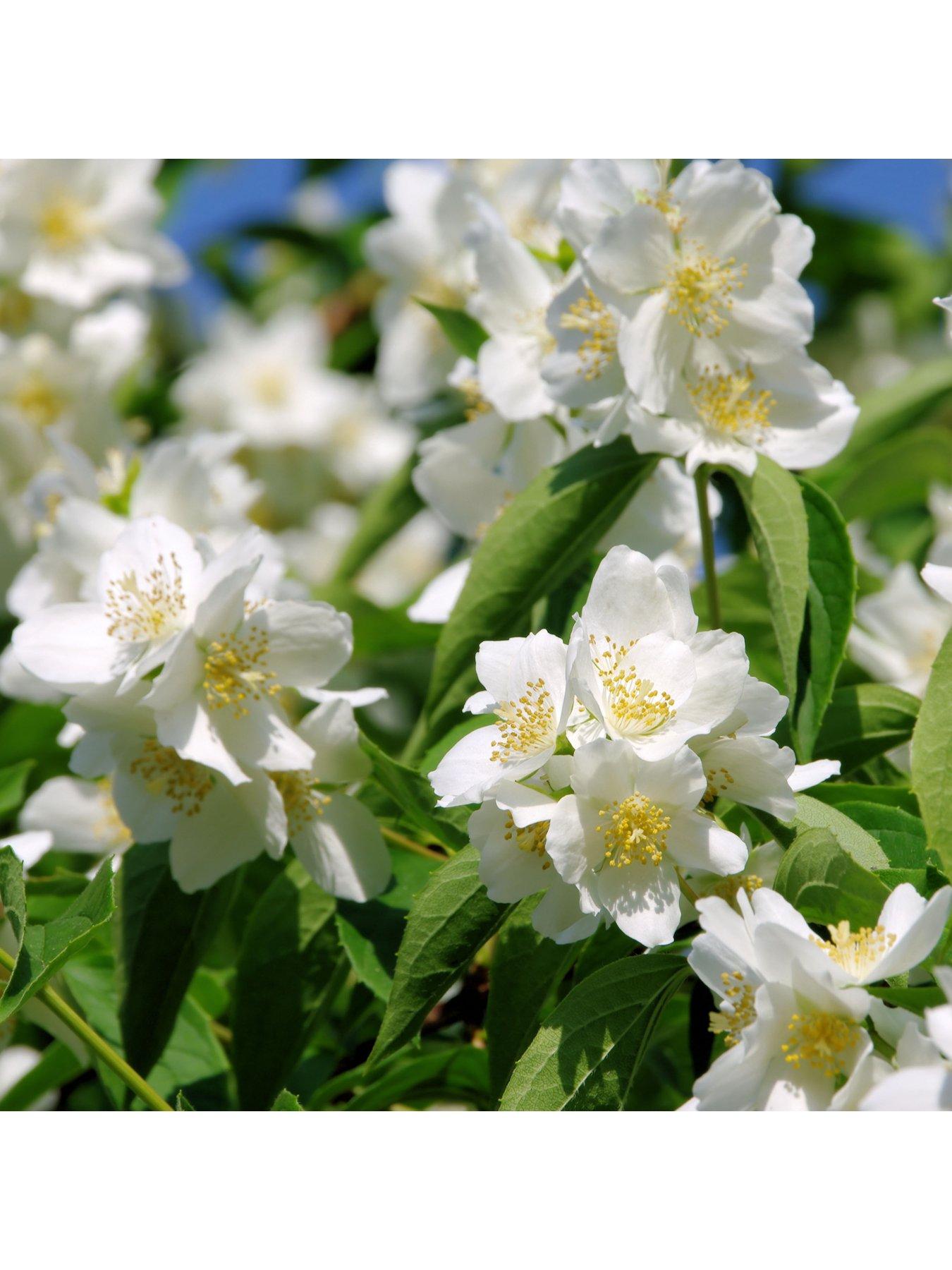 undefined Summer Flowering Hardy Shrub Collection 6X 9cm