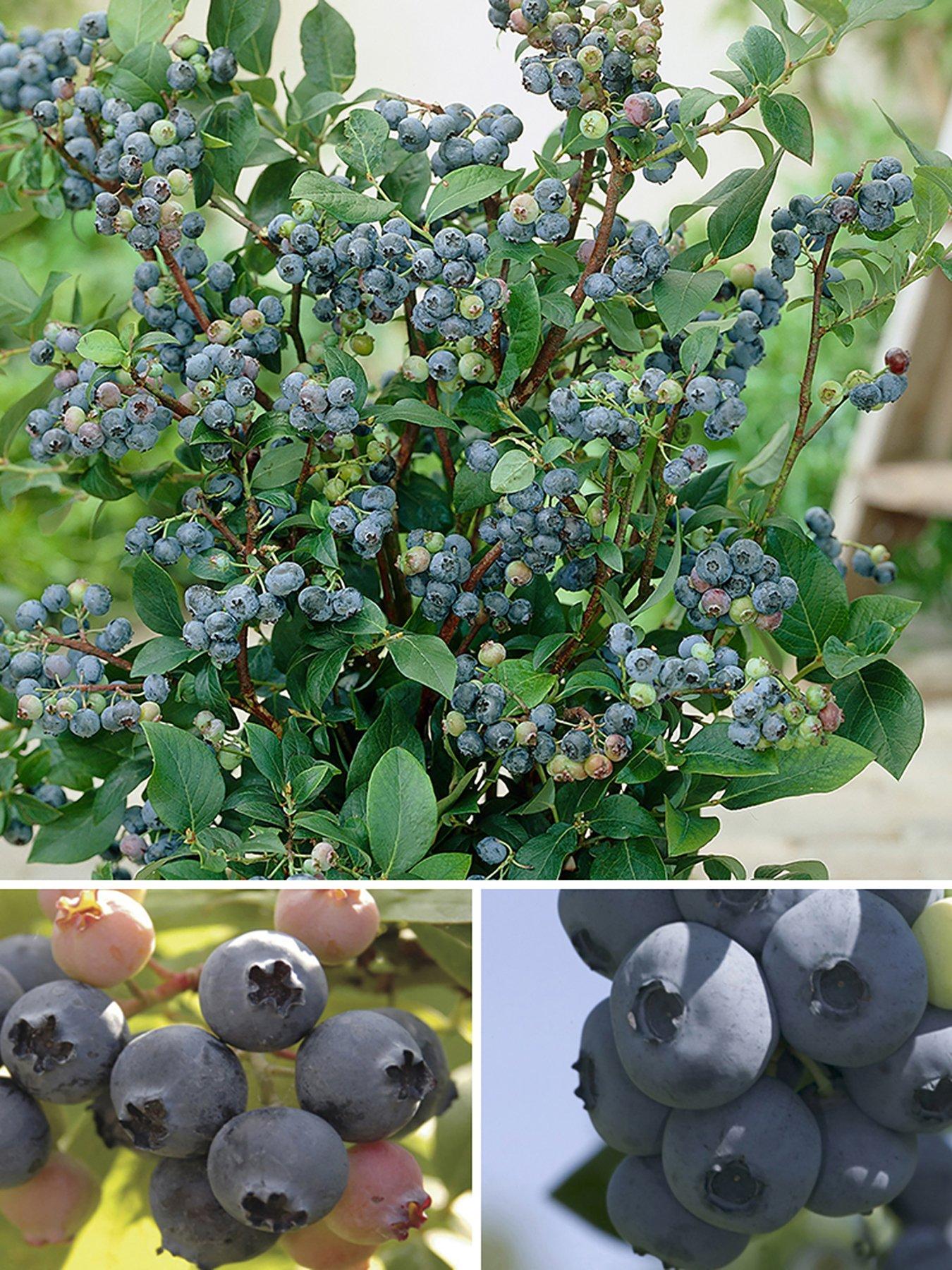 undefined Blueberry Collection - Pack of 3 Varieties