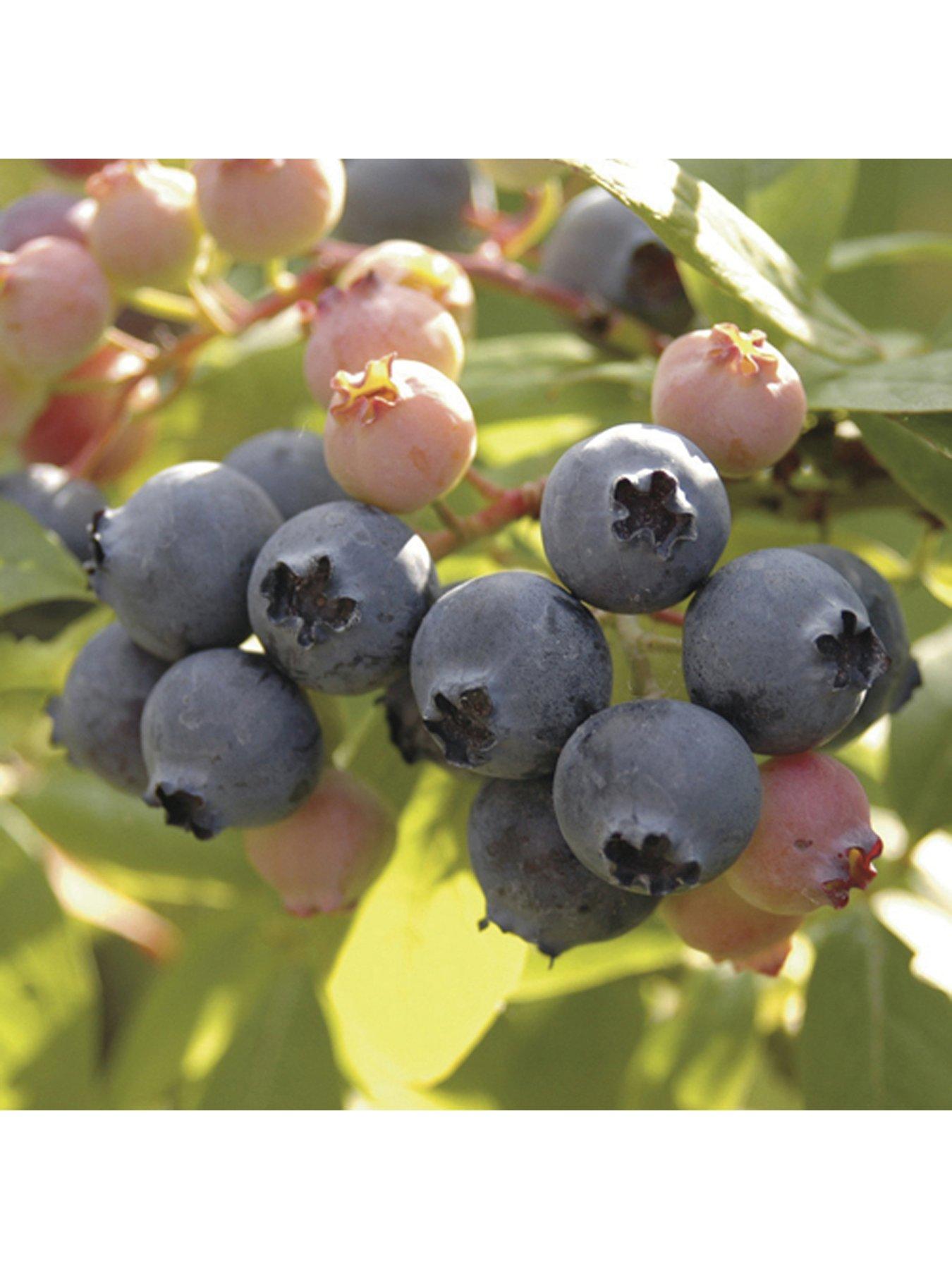 Image 2 of 5 of You Garden Blueberry Collection - Pack of 3 Varieties