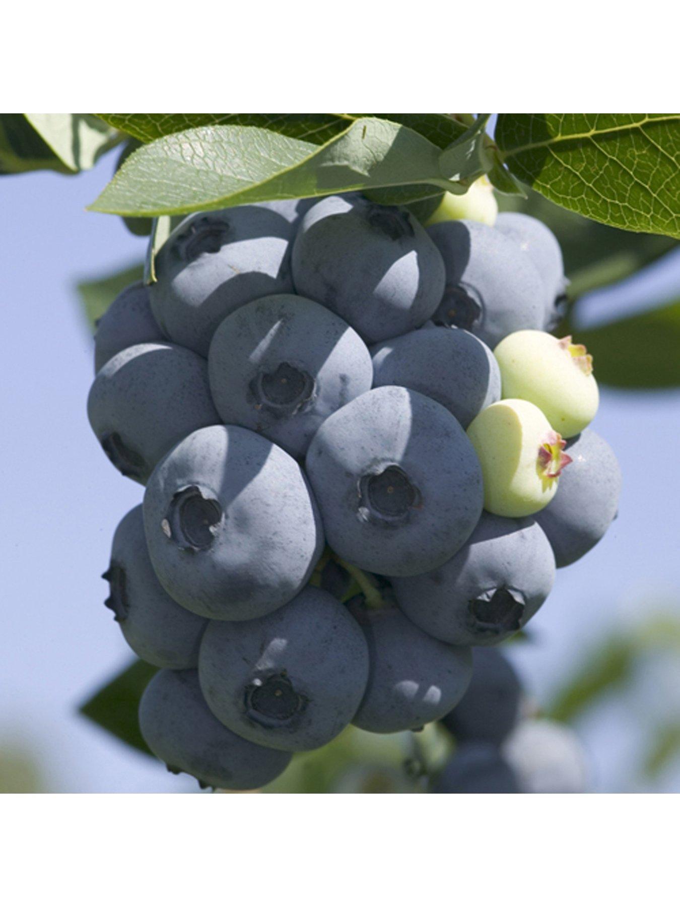 Image 3 of 5 of You Garden Blueberry Collection - Pack of 3 Varieties