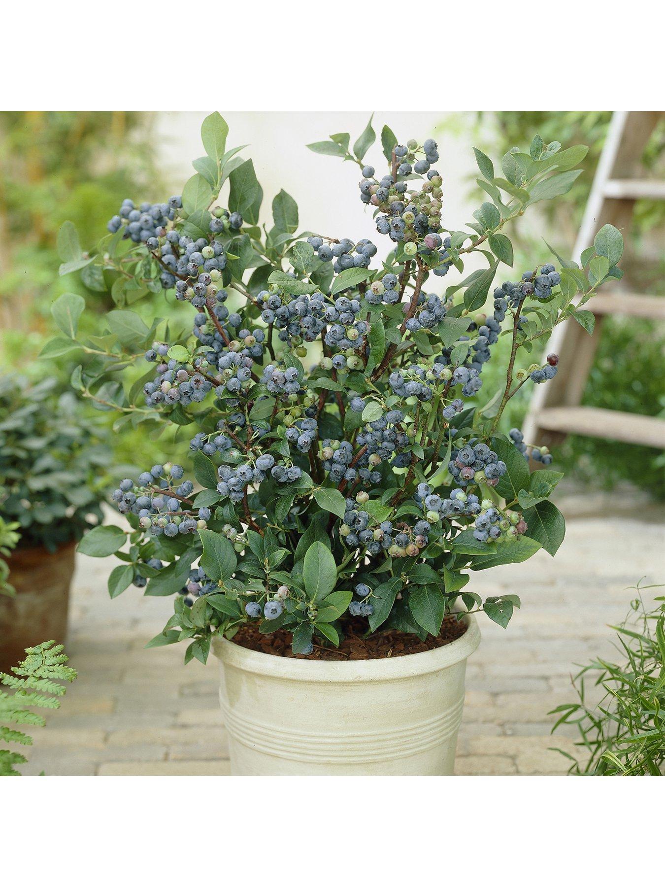 Image 4 of 5 of You Garden Blueberry Collection - Pack of 3 Varieties