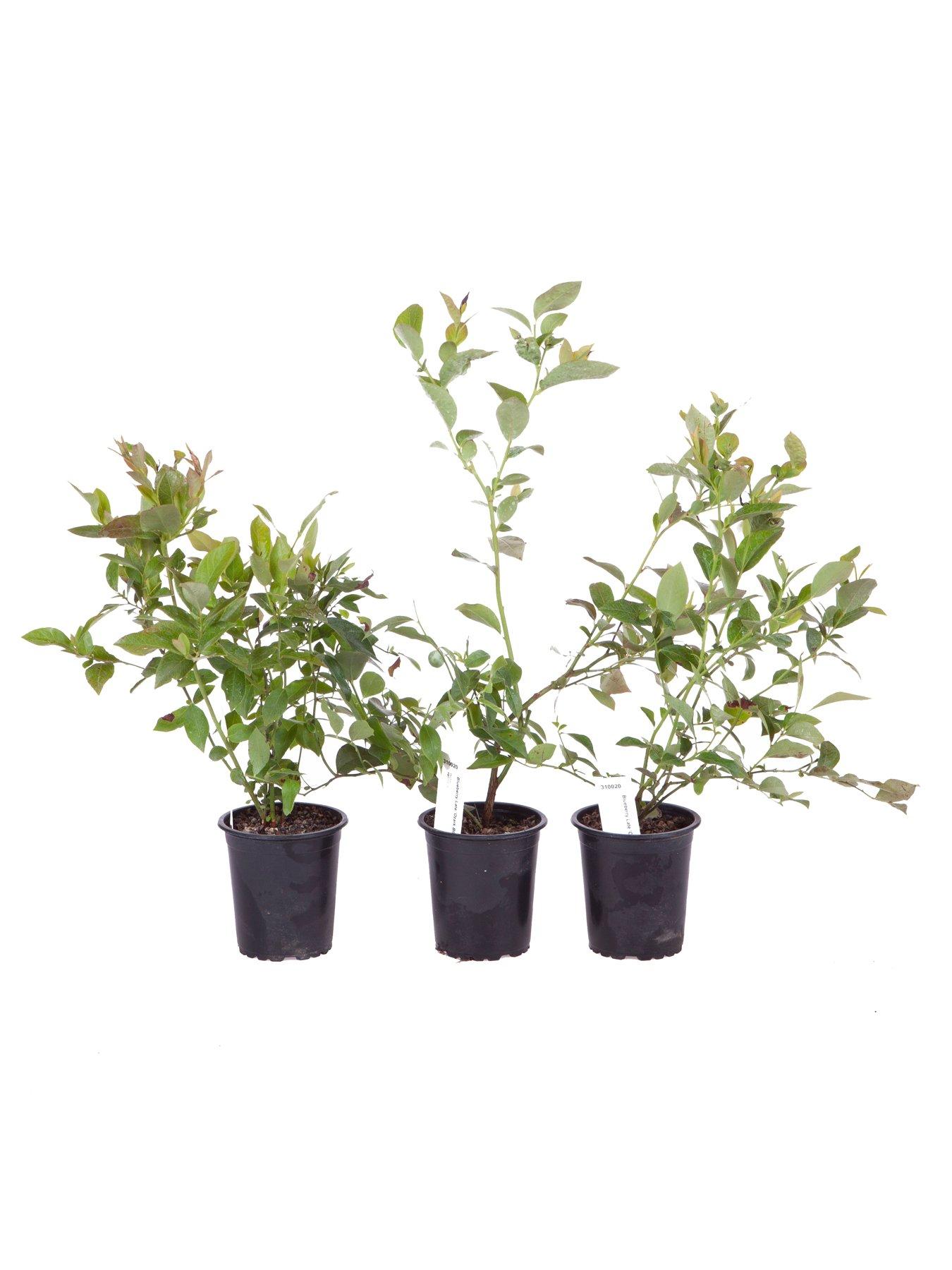Image 5 of 5 of You Garden Blueberry Collection - Pack of 3 Varieties