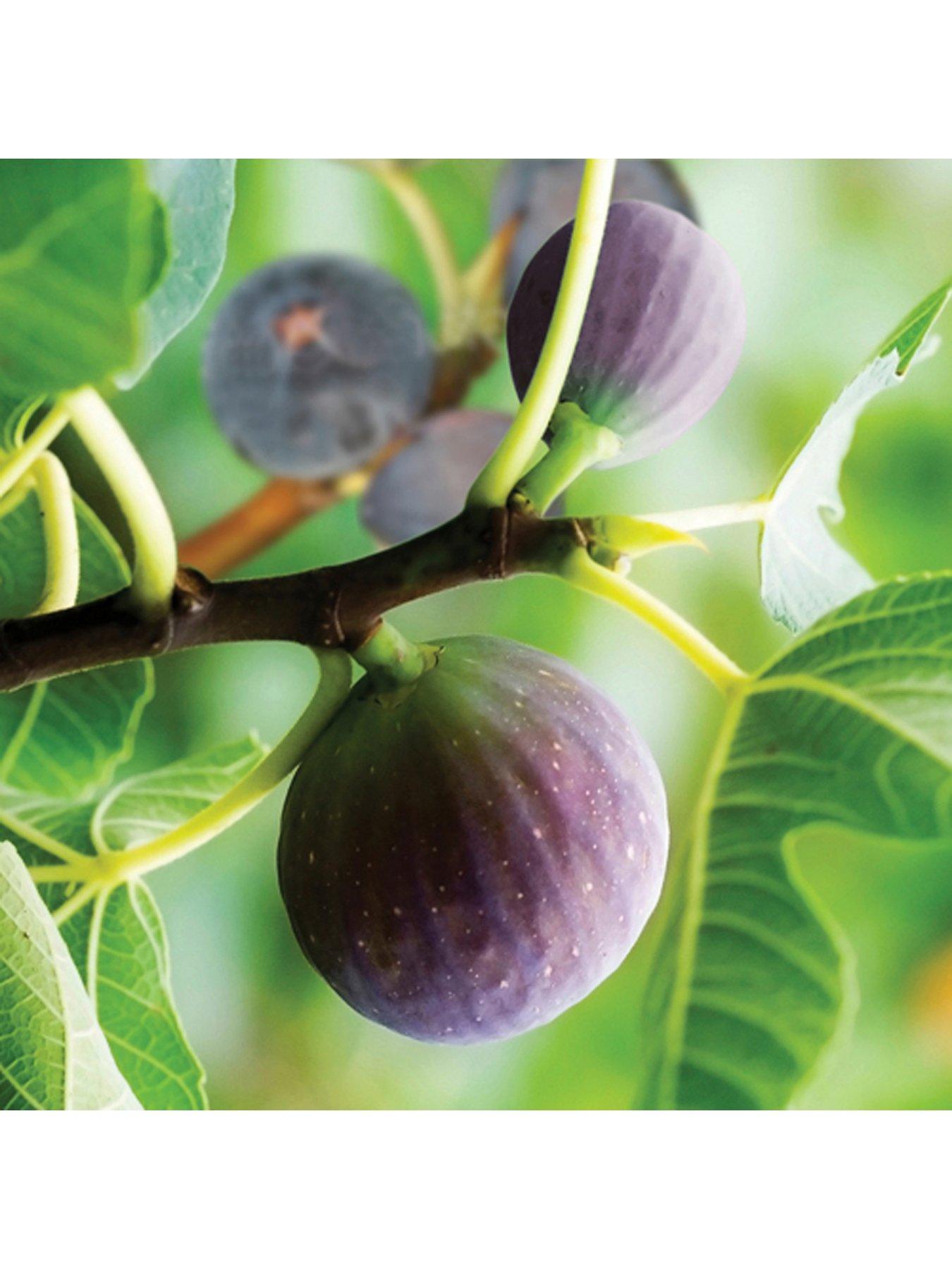Image 1 of 5 of You Garden Hardy Fig Brown Turkey Plant 2l Pot