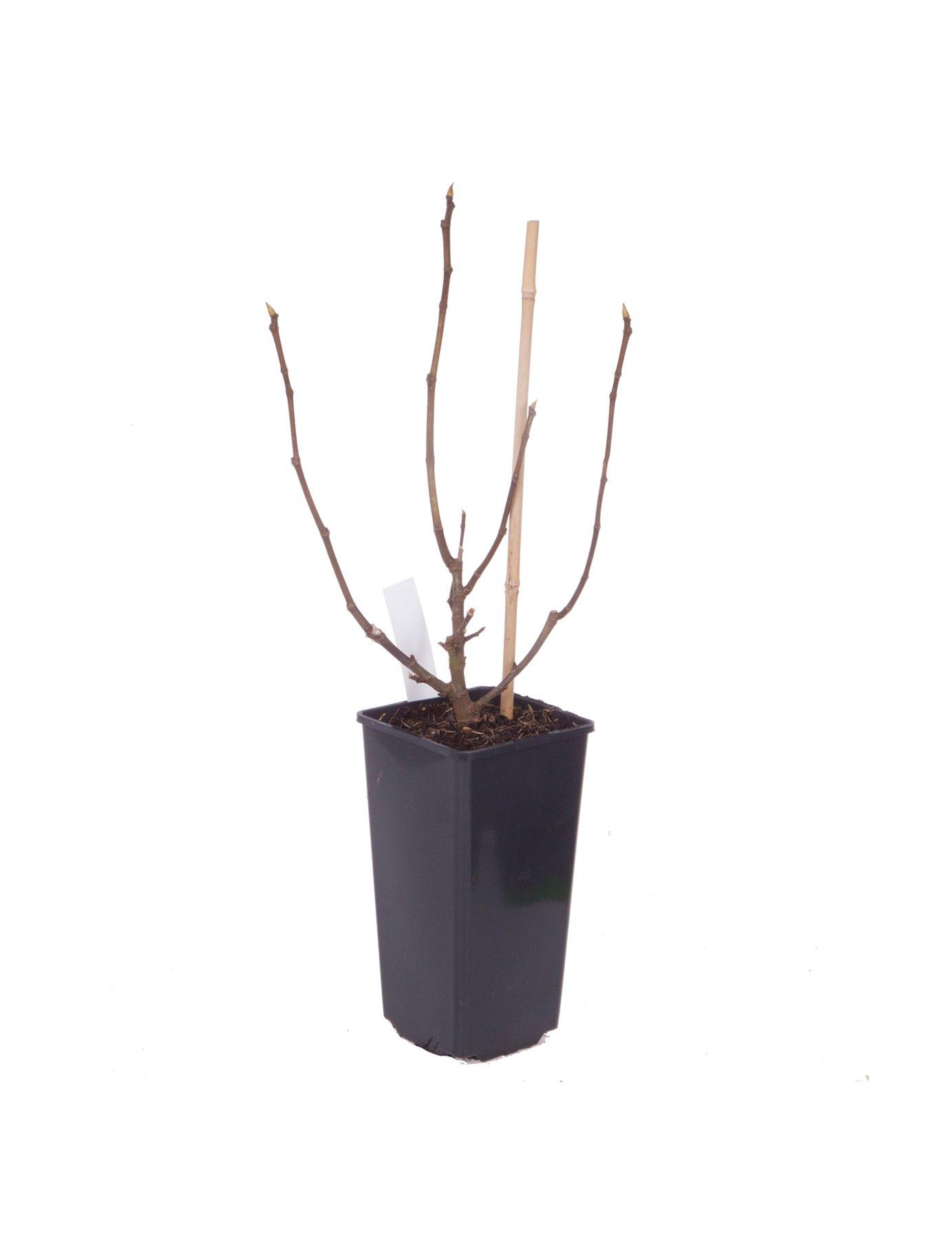 Image 2 of 5 of You Garden Hardy Fig Brown Turkey Plant 2l Pot