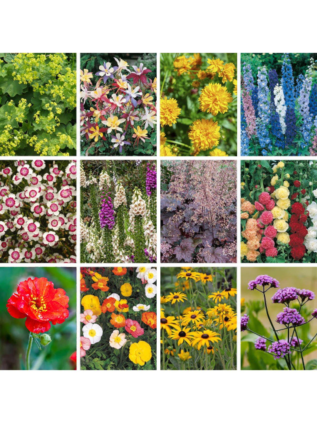 You Garden Hardy Garden Perennial Collection Plug X 24