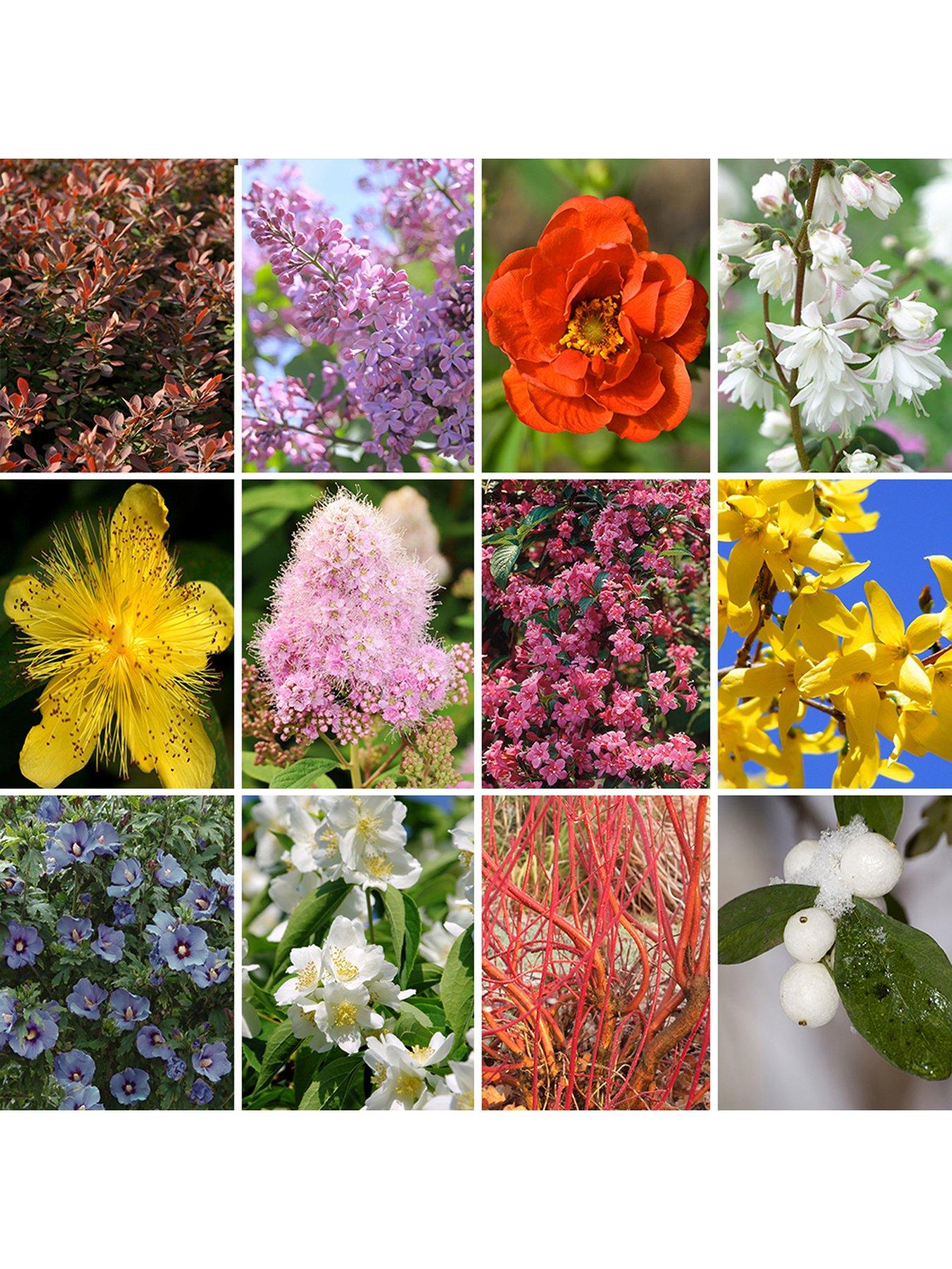 You Garden Hardy Shrub Collection X 12 Bare Root Bushes