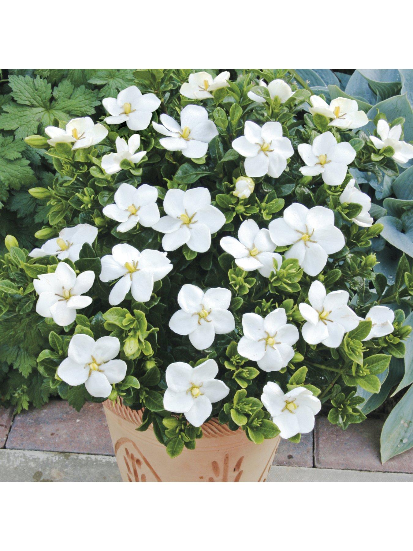 Product photograph of You Garden Hardy Gardenia Kleims Hardy Pack Of 3 from very.co.uk