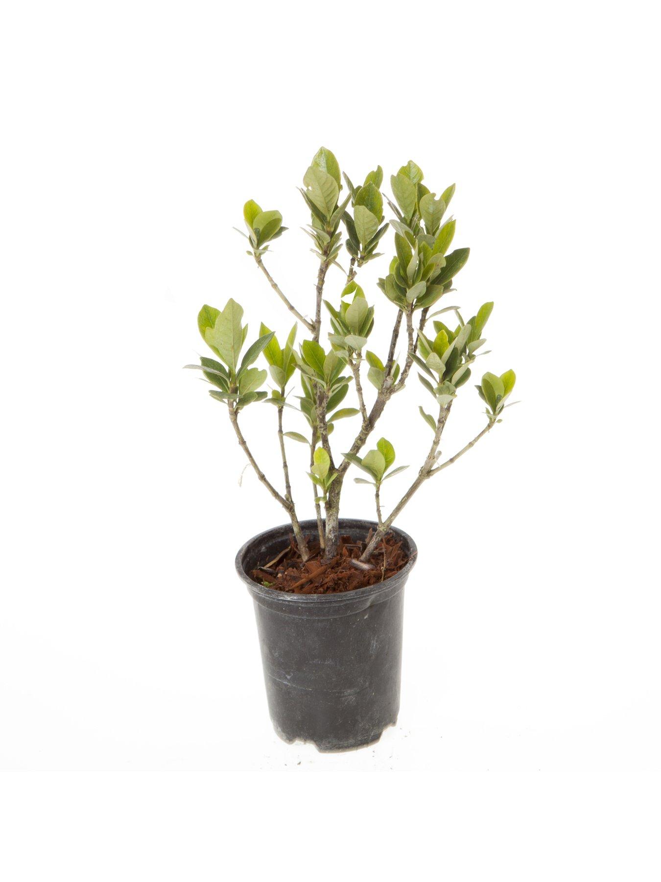 Image 2 of 4 of You Garden Hardy Gardenia Kleims Hardy Pack Of 3
