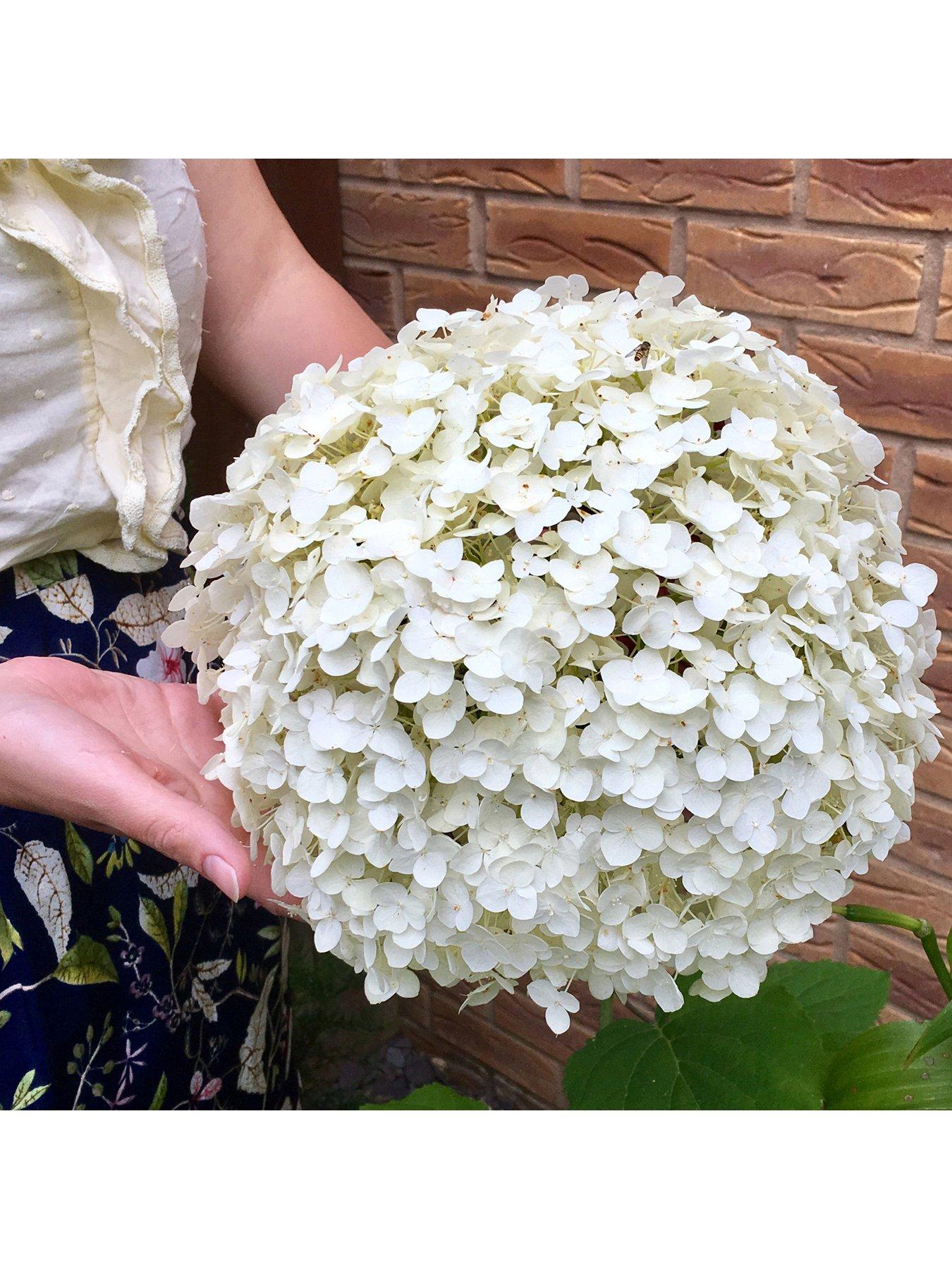 Product photograph of Tree Hydrangea Incrediball 3l Pot from very.co.uk