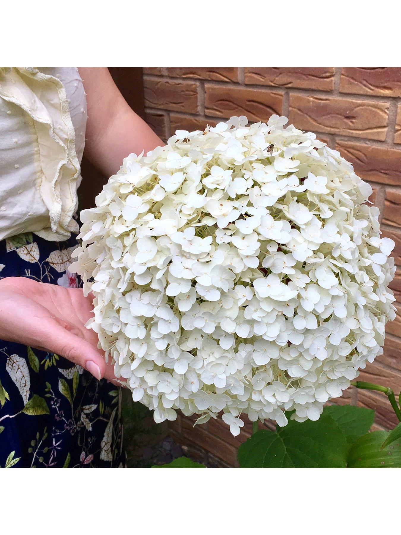 Product photograph of You Garden Tree Hydrangea Incrediball 3l Pot from very.co.uk