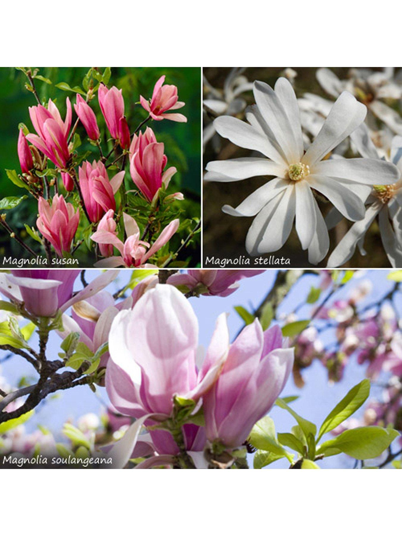 undefined Fragrant Magnolia Collection 3X 9cm Potted Plants