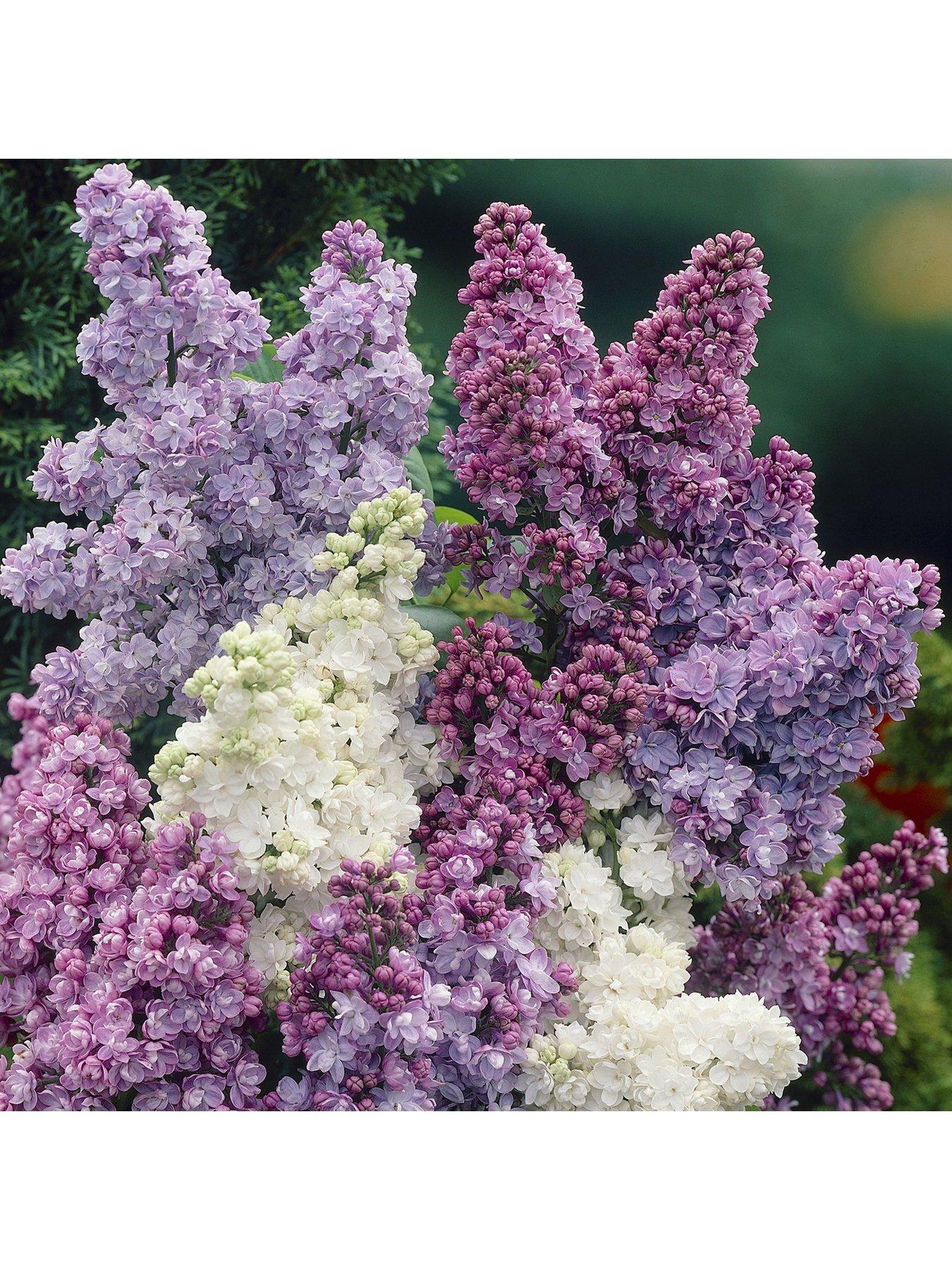 Product photograph of You Garden Fragrant French Lilac Plants Collection - 3 X 9cm Plants from very.co.uk