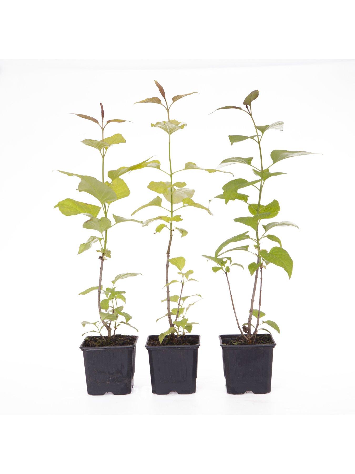 Image 2 of 5 of You Garden Fragrant French Lilac Plants Collection -&nbsp;3 x&nbsp;9cm Plants