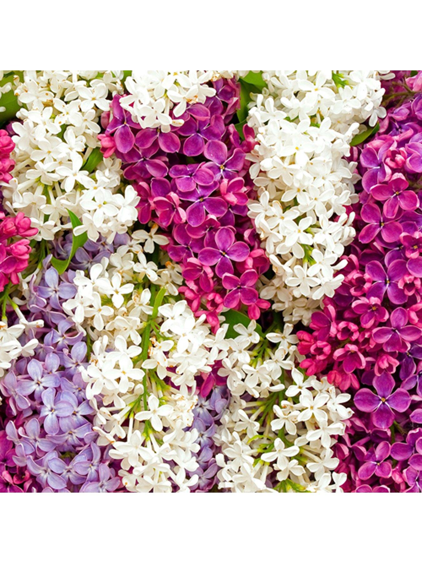Image 3 of 5 of You Garden Fragrant French Lilac Plants Collection -&nbsp;3 x&nbsp;9cm Plants