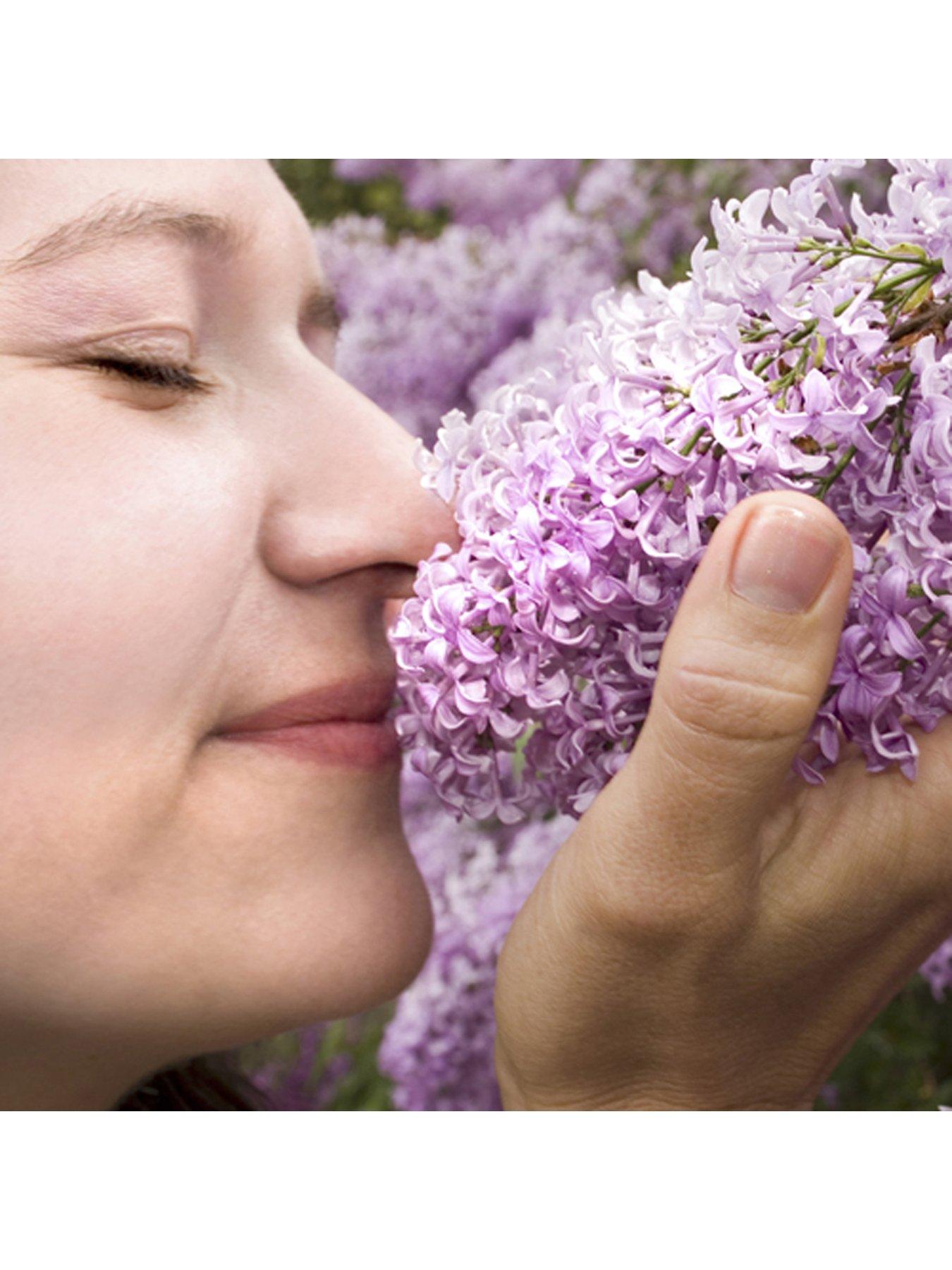 Image 4 of 5 of You Garden Fragrant French Lilac Plants Collection -&nbsp;3 x&nbsp;9cm Plants
