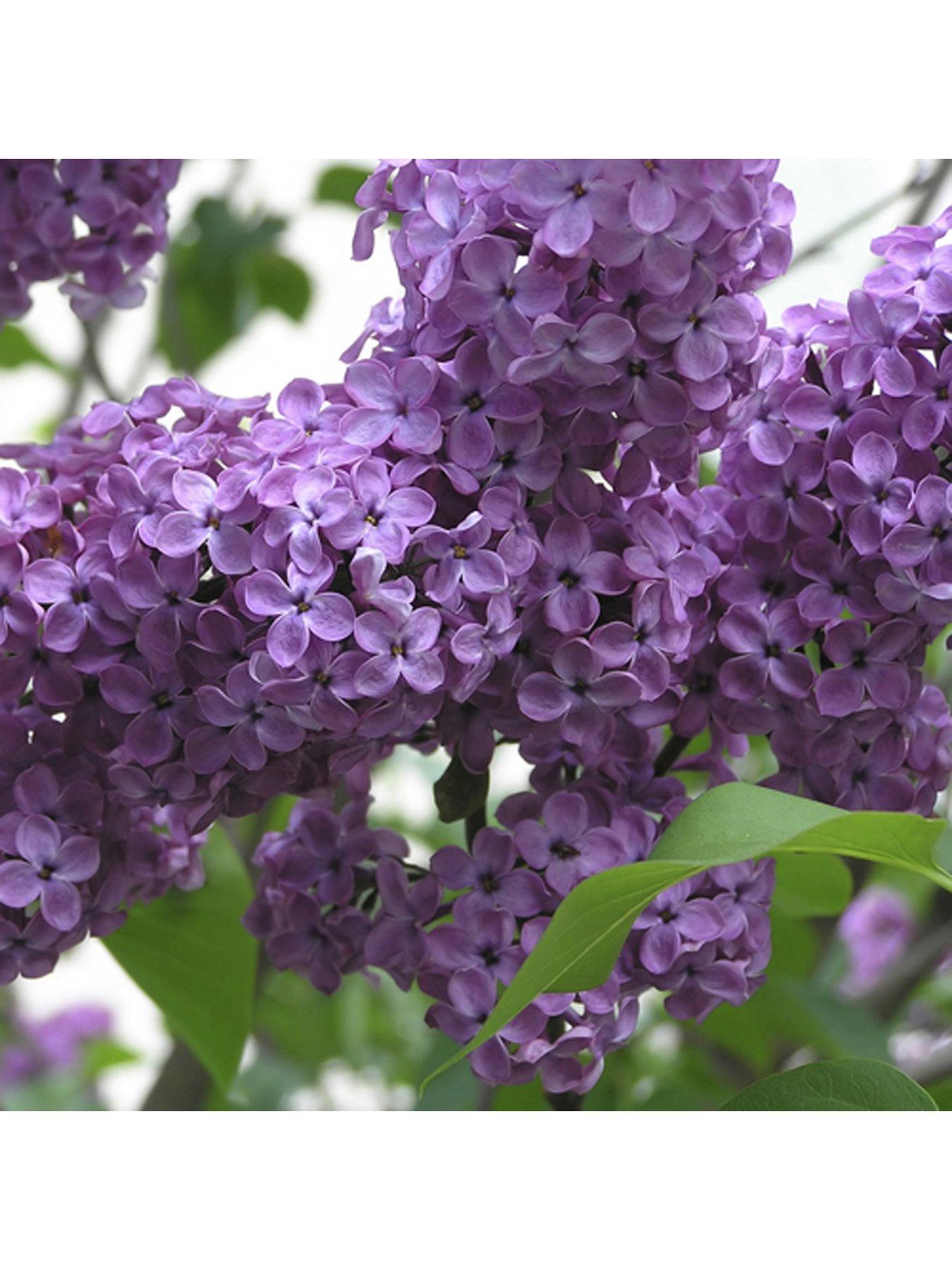 Image 5 of 5 of You Garden Fragrant French Lilac Plants Collection -&nbsp;3 x&nbsp;9cm Plants