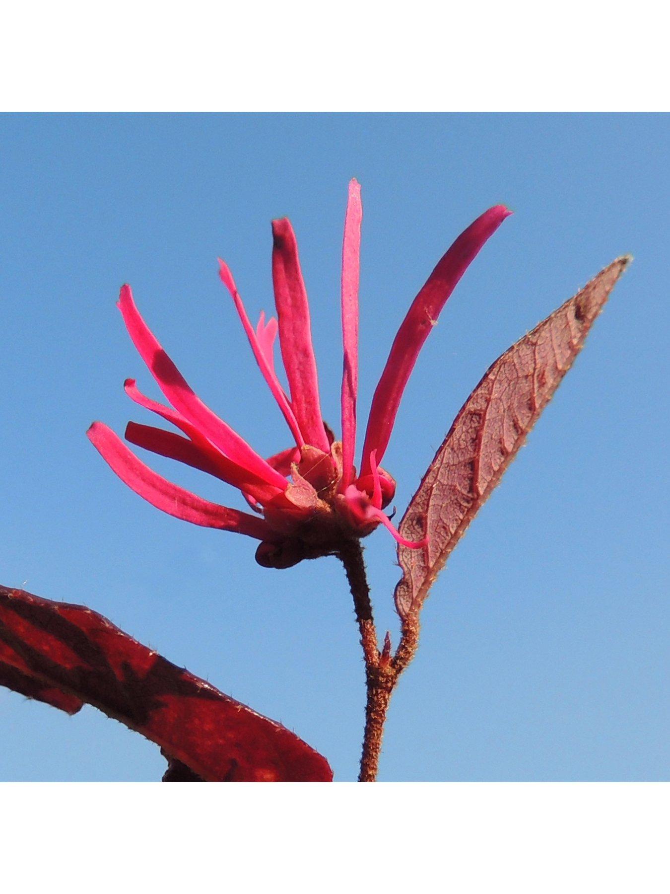 Loropetalum 'Firedance' 3X9Cm Pots review