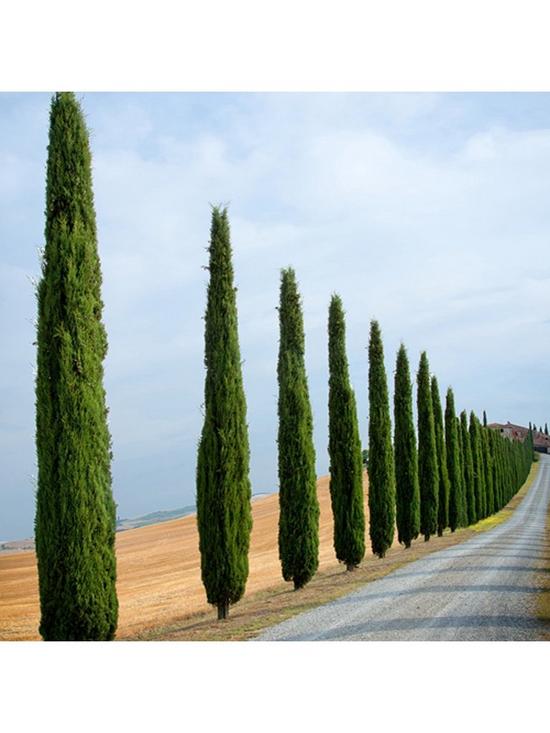 stillFront image of pair-of-italian-cypress-trees-12-14m-tall