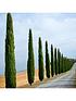  image of pair-of-italian-cypress-trees-12-14m-tall
