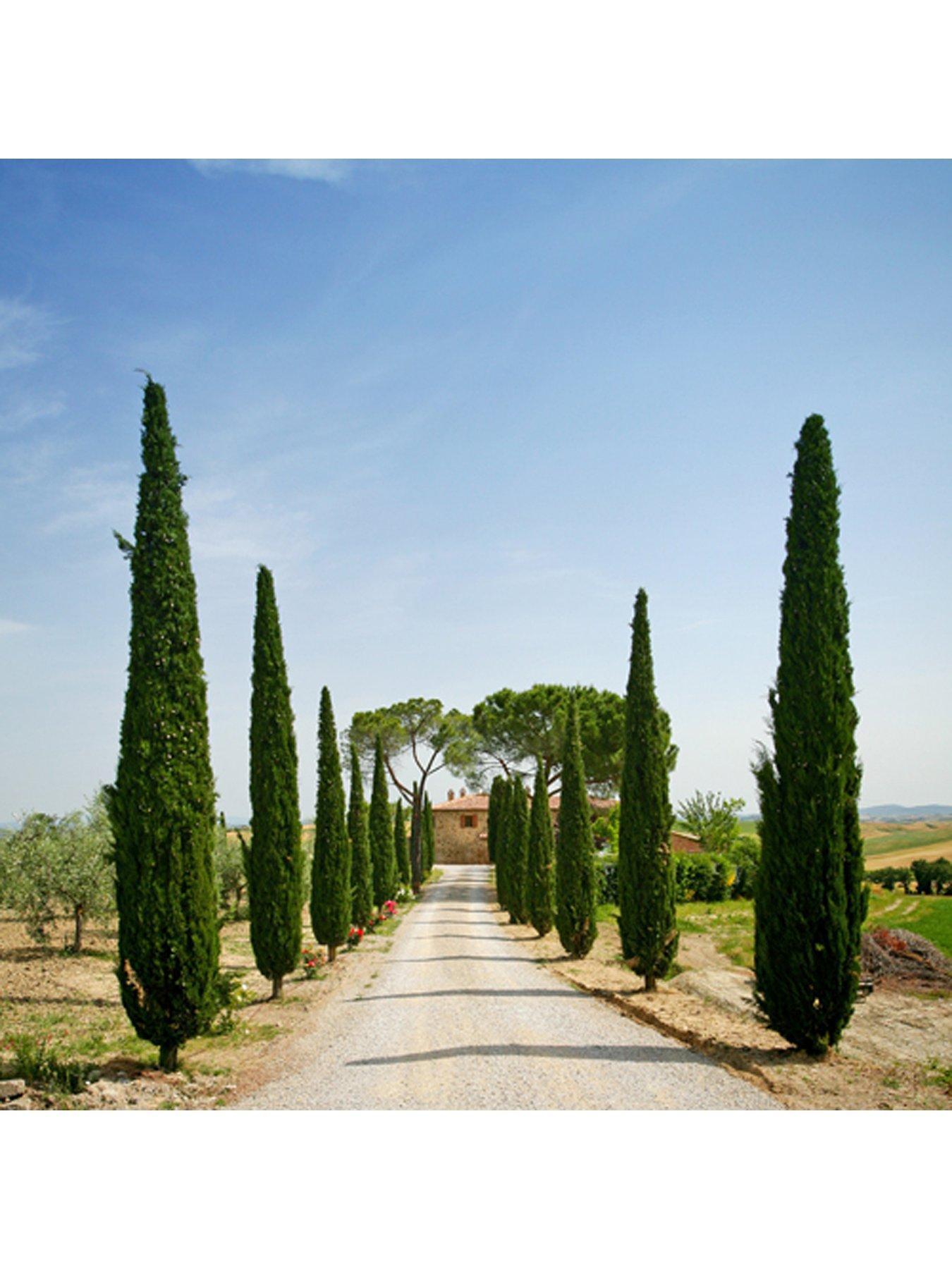 Image 3 of 4 of You Garden Pair Of Italian Cypress Trees 0.6-0.9m Tall